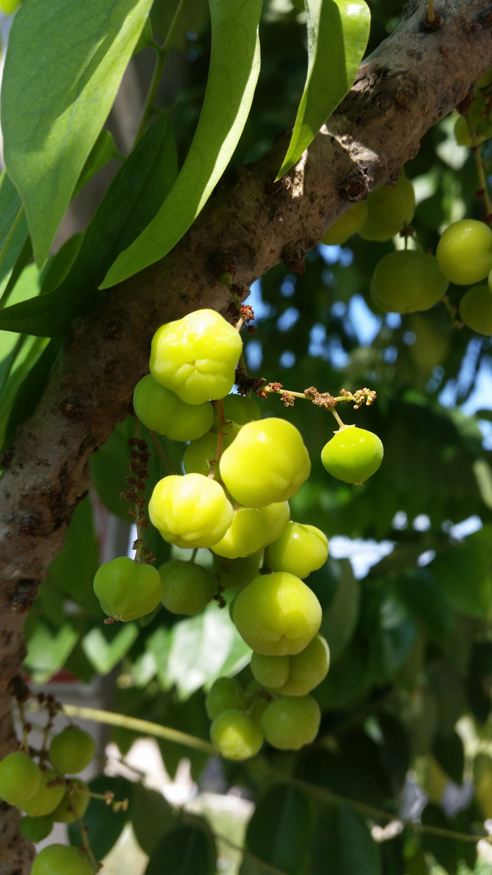 Samsung Galaxy S5 sample photo. Fruit, tree, green photography