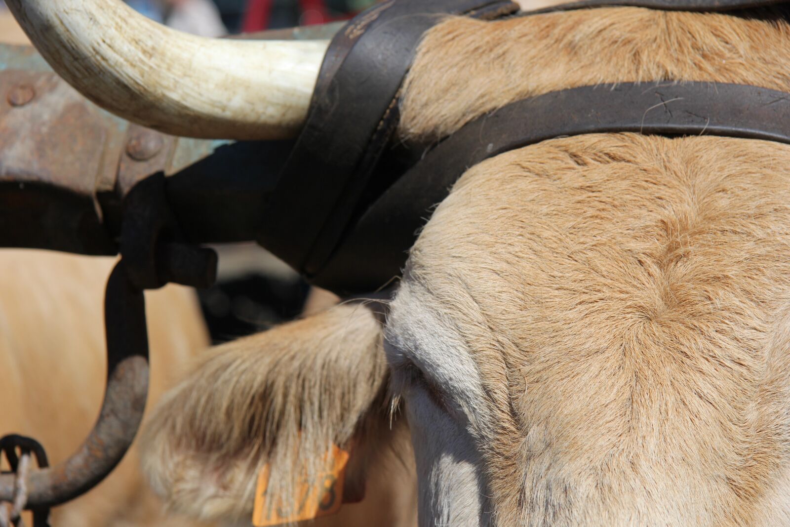 Canon EF-S 17-85mm F4-5.6 IS USM sample photo. Cow, horn, halter photography