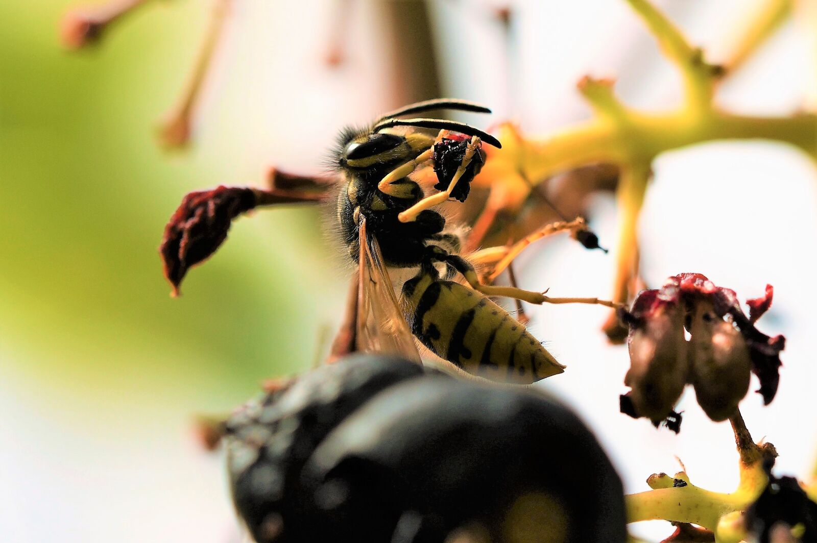 Nikon D500 sample photo. Short head wasp, wasp photography