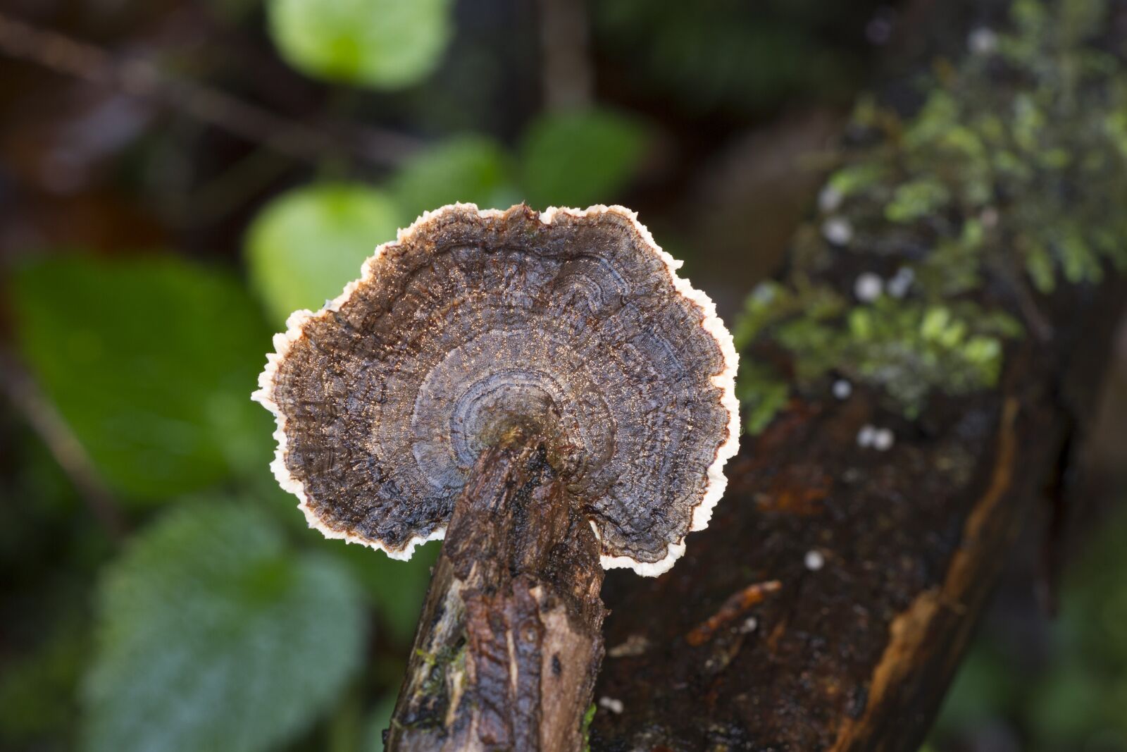 Canon EOS 7D sample photo. Mushroom, forest, close up photography