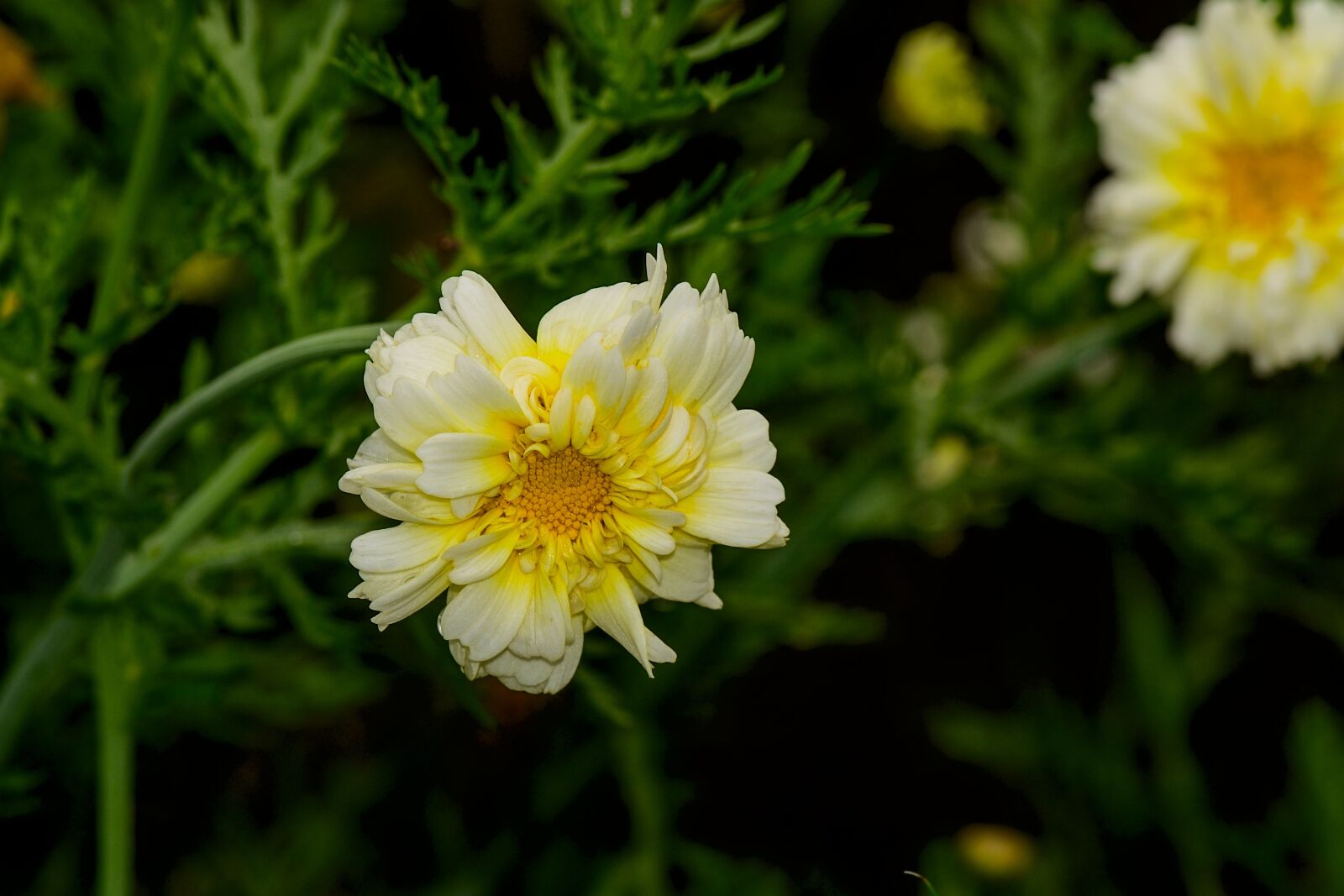 Nikon D3100 sample photo. Flower, garden, nature photography