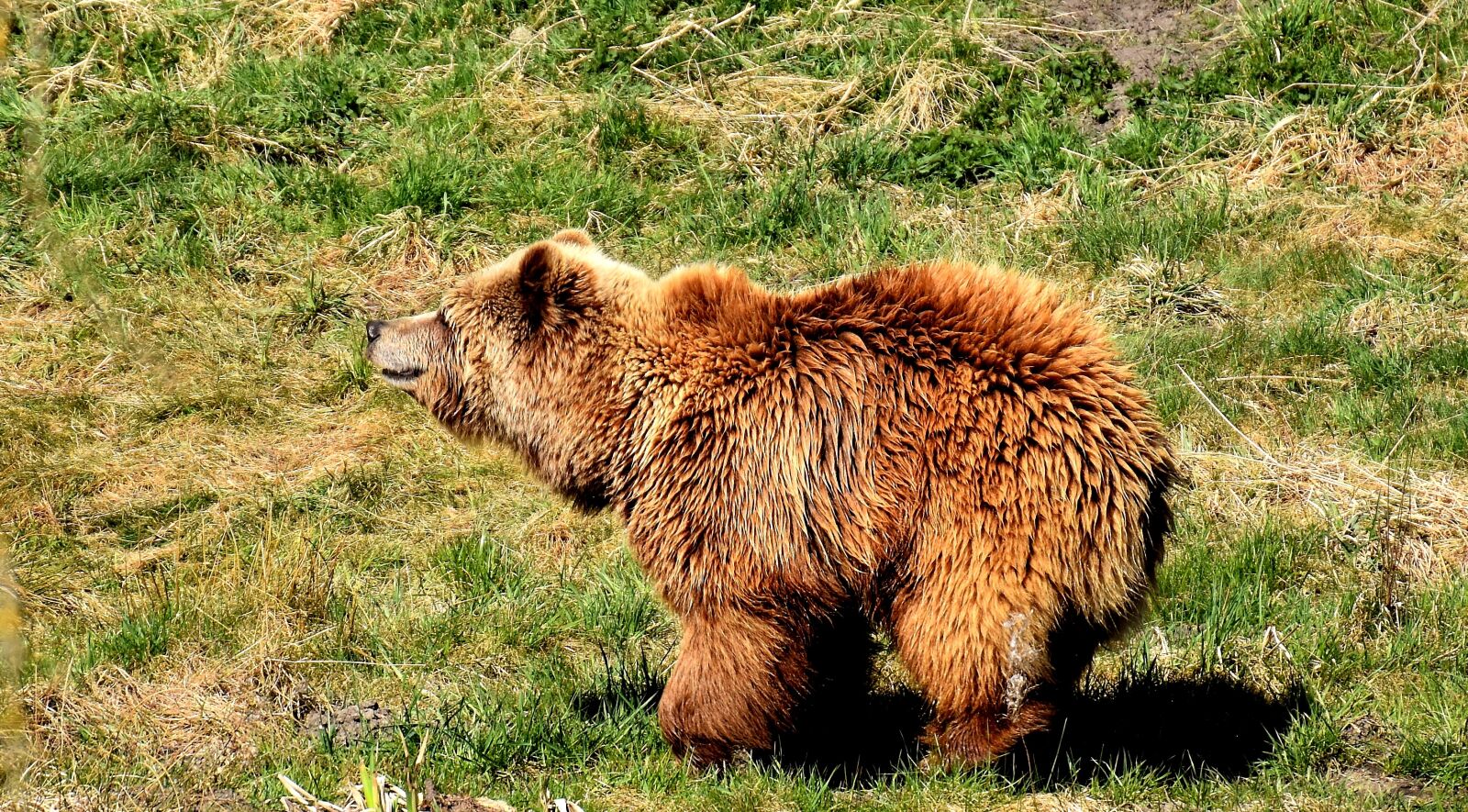 Nikon D7200 sample photo. European brown bear, wild photography