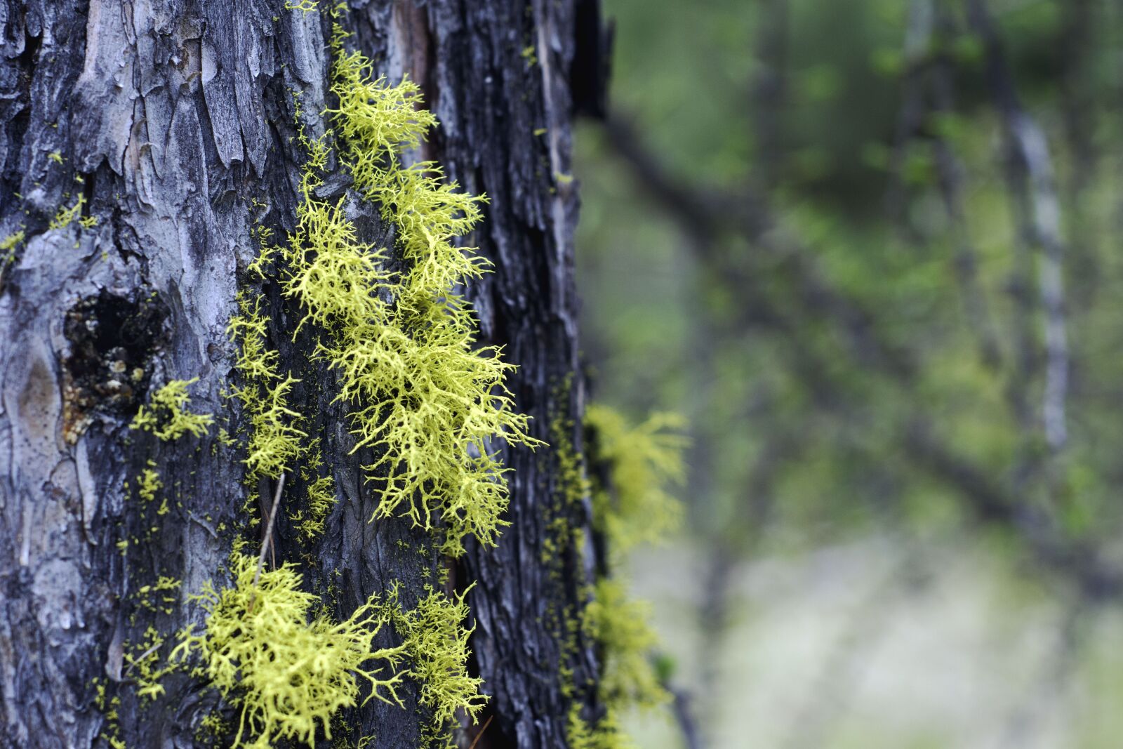 Nikon D7200 sample photo. Moss, tree, nature photography