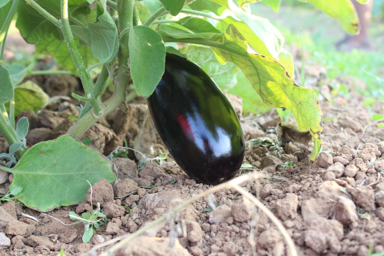 Canon EOS 1200D (EOS Rebel T5 / EOS Kiss X70 / EOS Hi) sample photo. Leaf, nature, food photography