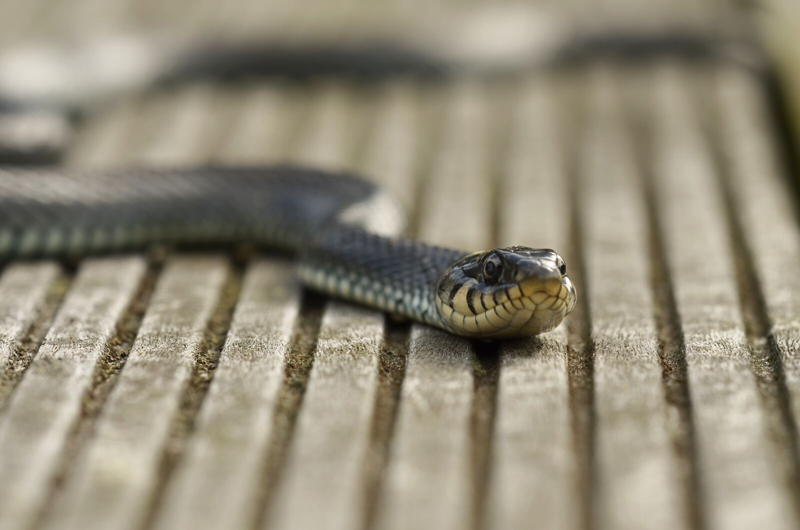 Nikon D5100 sample photo. Snake, grass snake, reptile photography