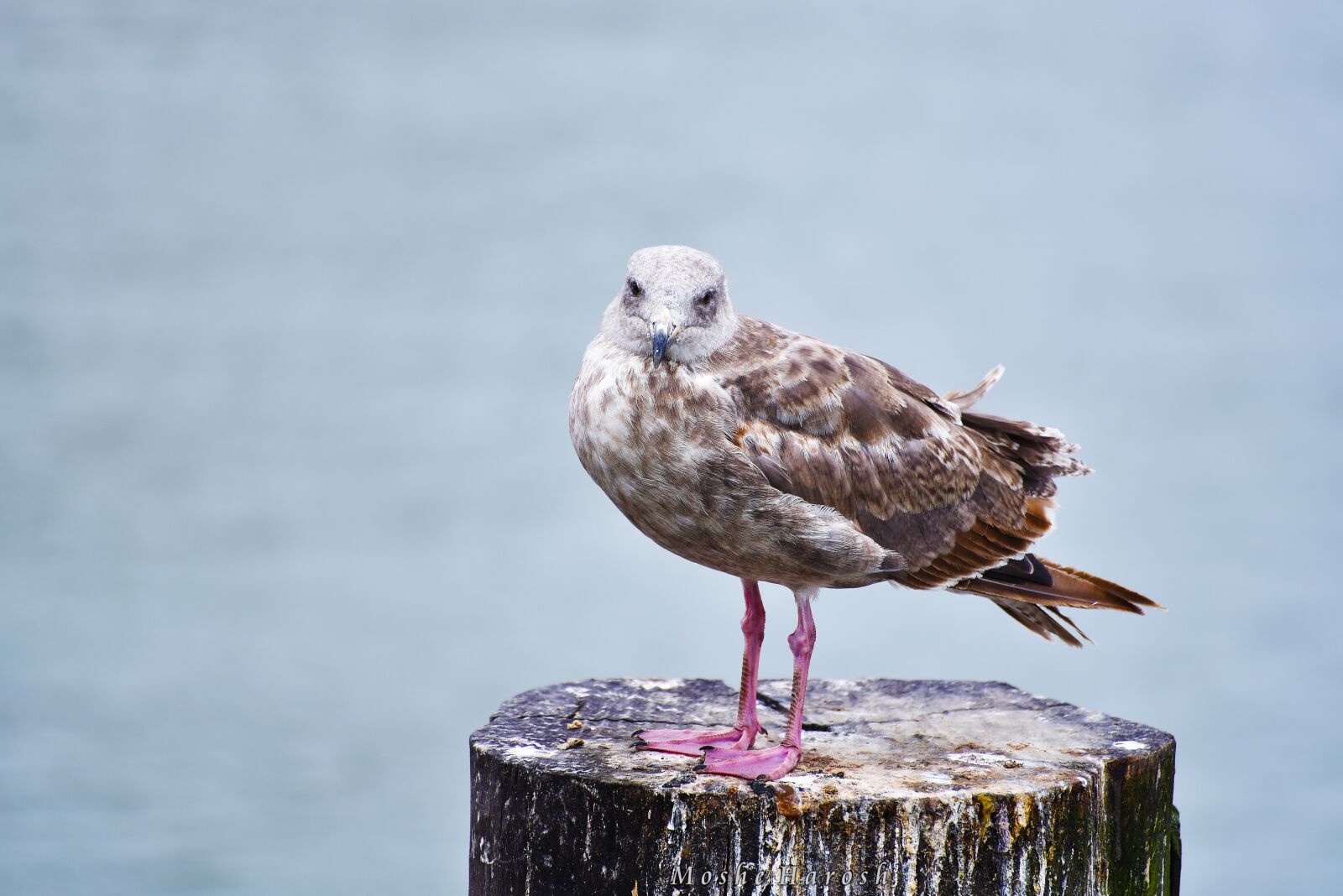 Nikon D750 sample photo. Nature, bird, wildlife photography