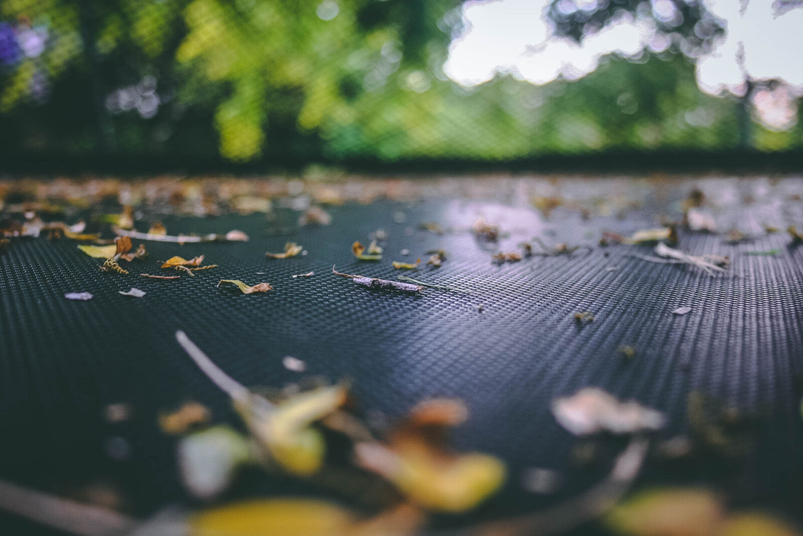 Canon EOS 20D sample photo. Autumn, leaves, leaves, net photography