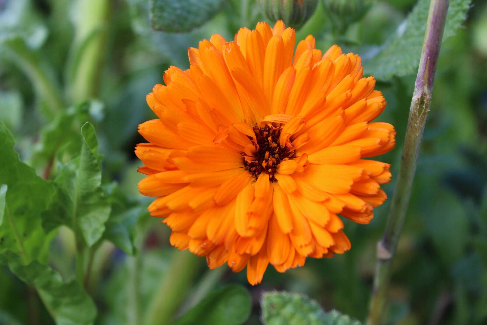 Canon EOS 600D (Rebel EOS T3i / EOS Kiss X5) sample photo. Marigold, orange, blossom photography