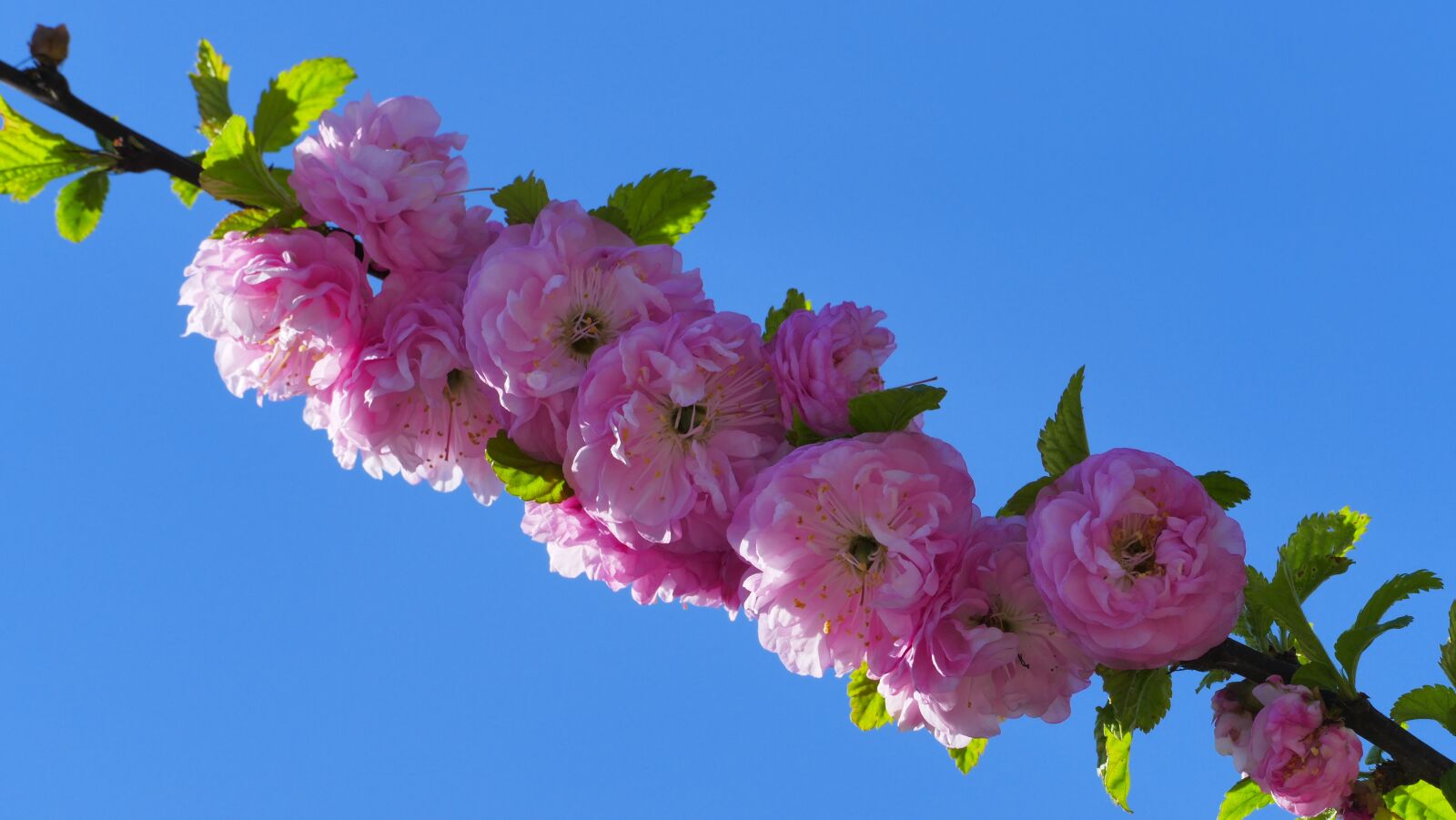 Panasonic Lumix DMC-FZ1000 sample photo. Tonsil, flowers, spring photography