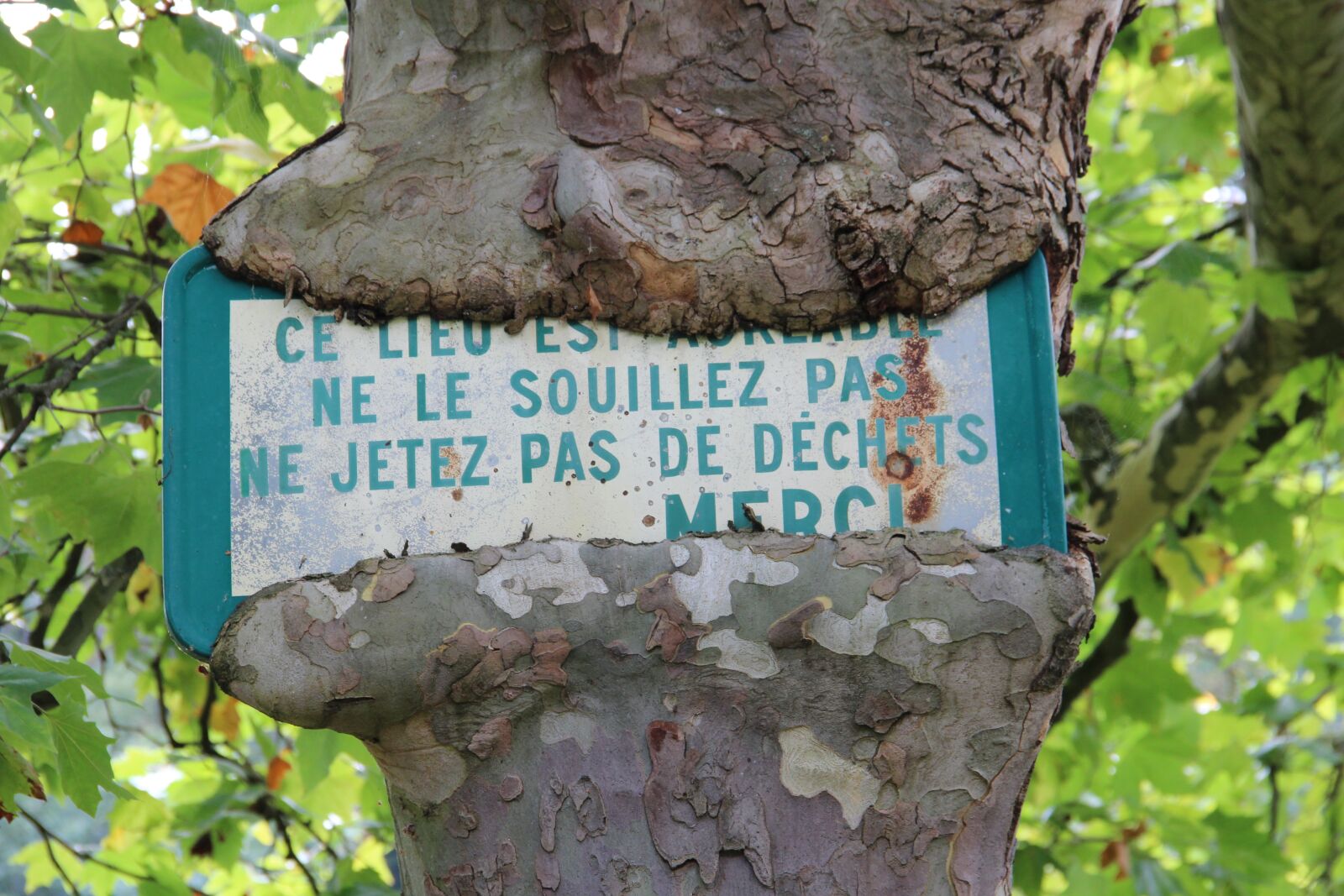 Canon EOS 600D (Rebel EOS T3i / EOS Kiss X5) sample photo. Tree, panel, nature photography