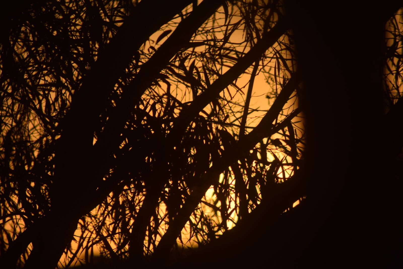 Nikon D3300 sample photo. Sunset, trees, nature photography