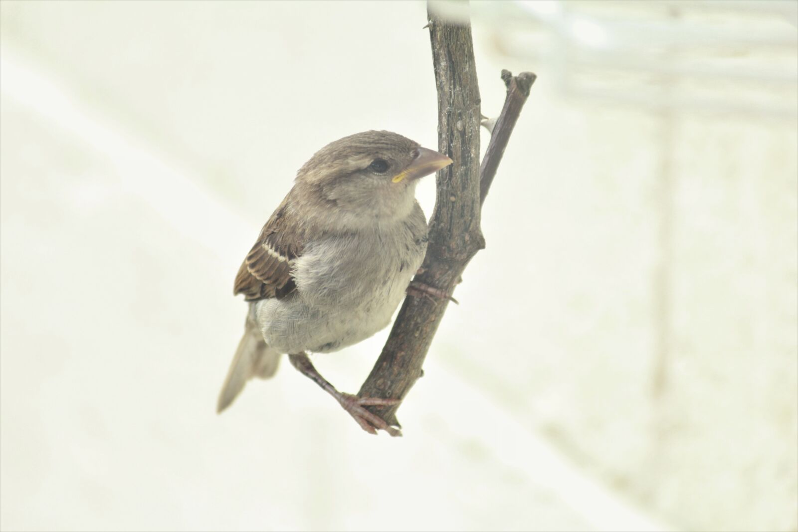 Canon EOS 1200D (EOS Rebel T5 / EOS Kiss X70 / EOS Hi) sample photo. Bird, animal, nature photography