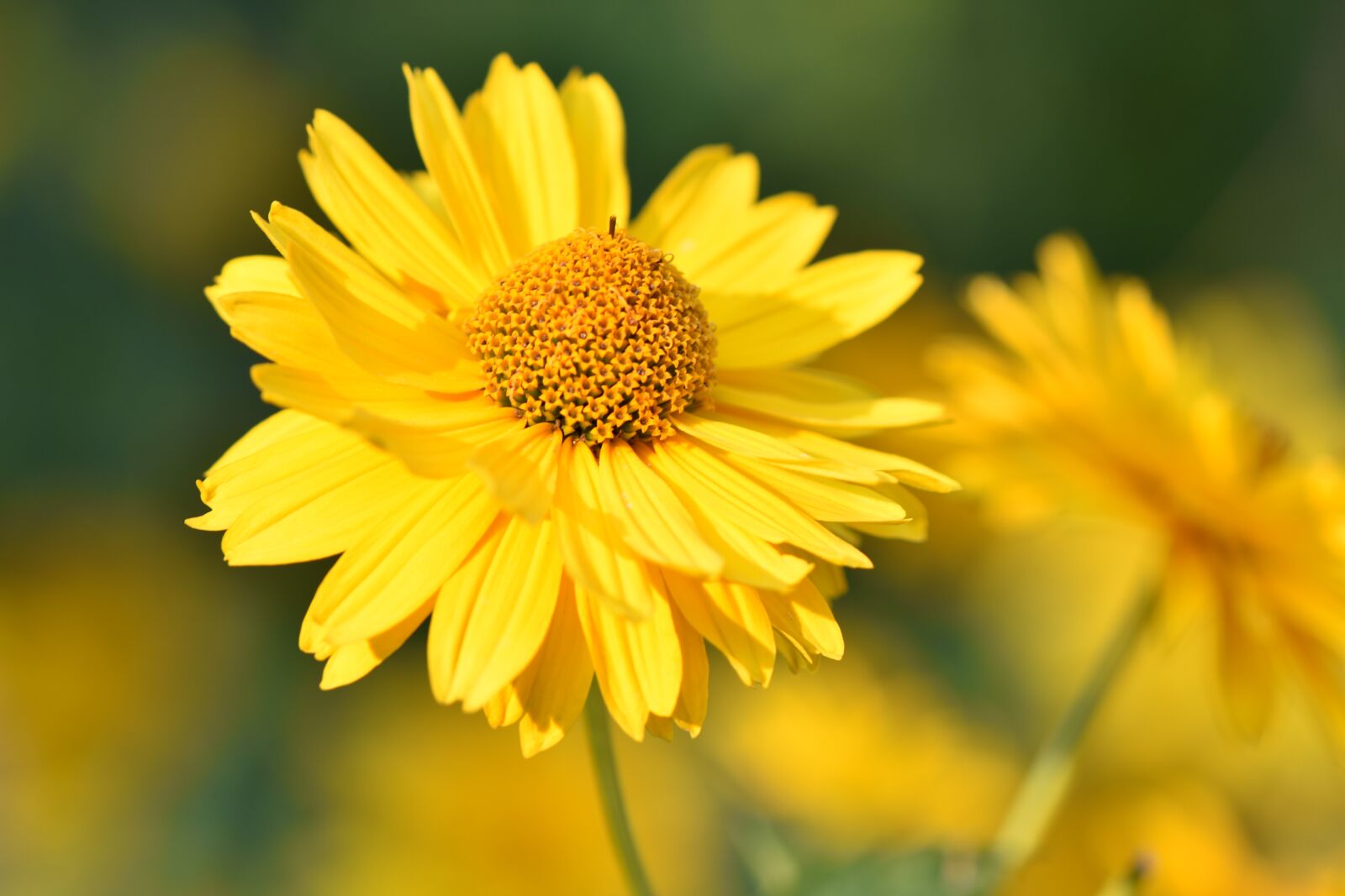 Nikon D7200 sample photo. Flower, flowers, beautiful photography