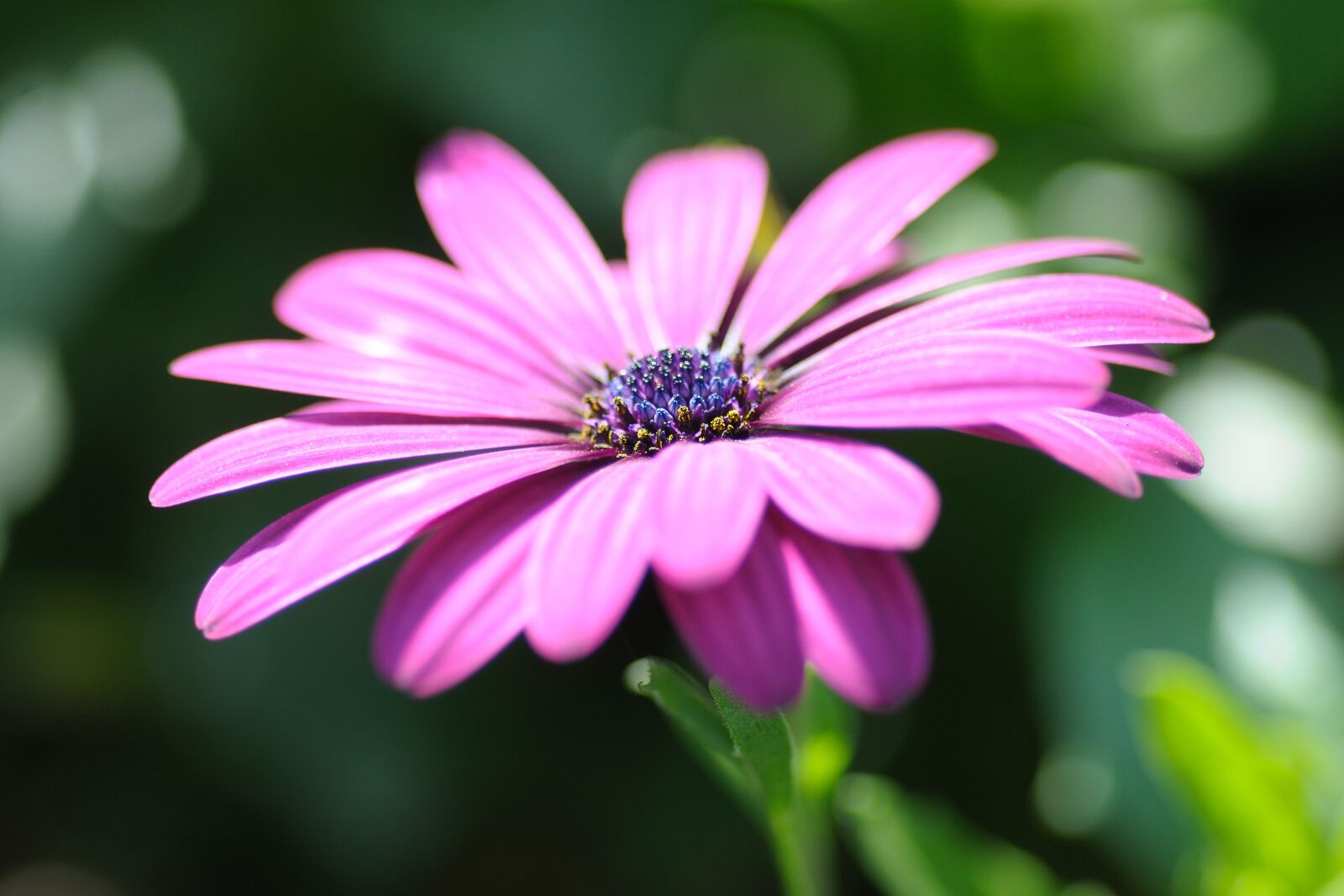 Nikon D300 sample photo. Flower, macro, stamen photography