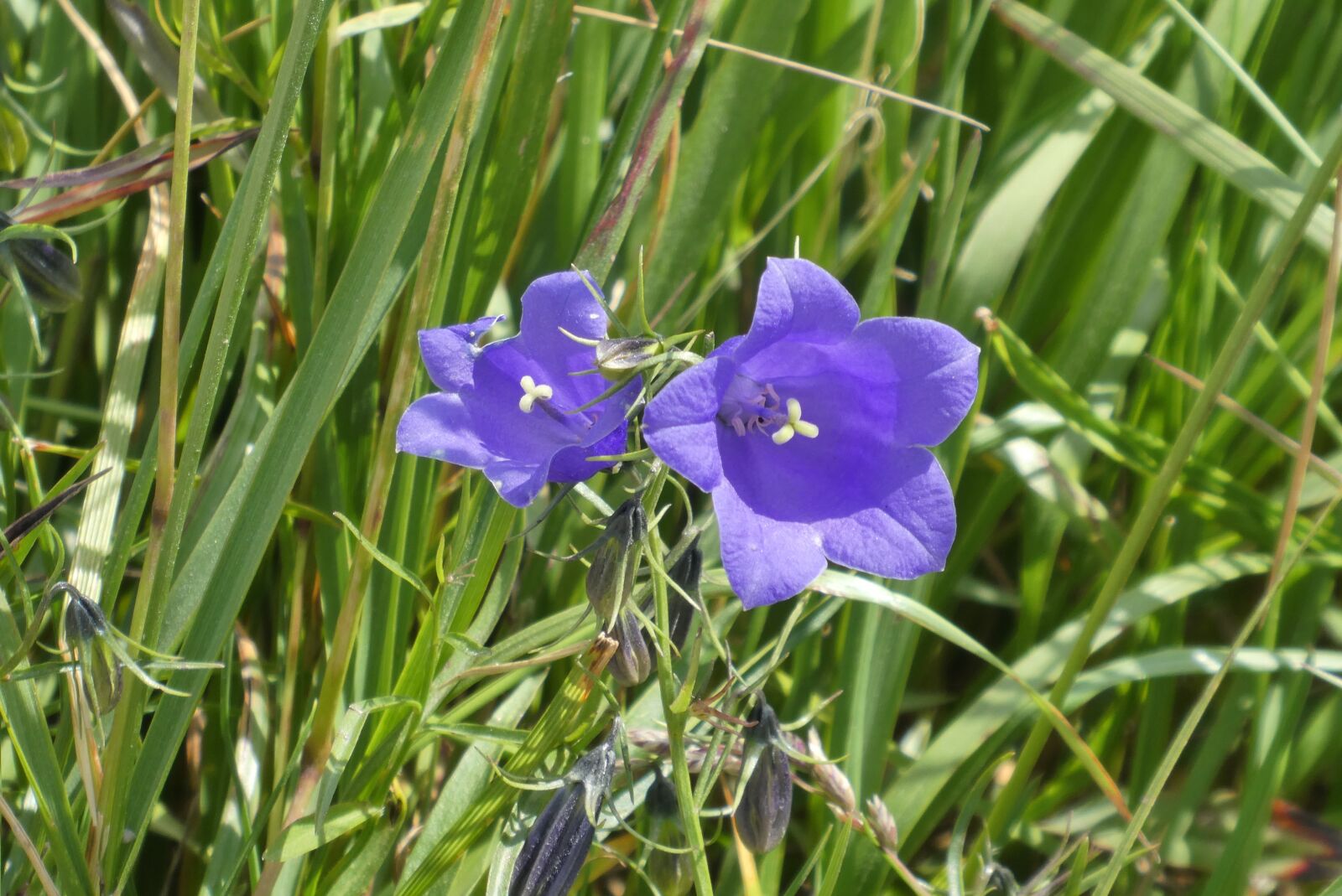 Panasonic Lumix DC-ZS70 (Lumix DC-TZ90) sample photo. Alpenklokje, flowers, alpine photography