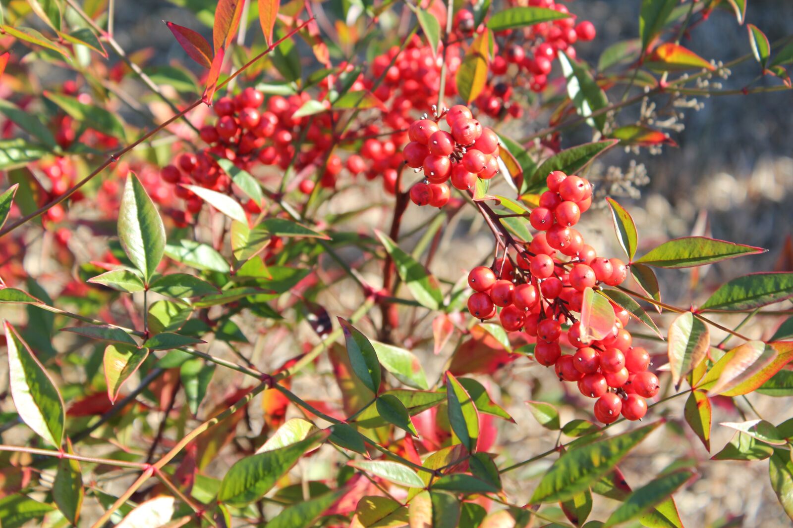 Canon EOS 550D (EOS Rebel T2i / EOS Kiss X4) sample photo. Nature, tree, leaf photography