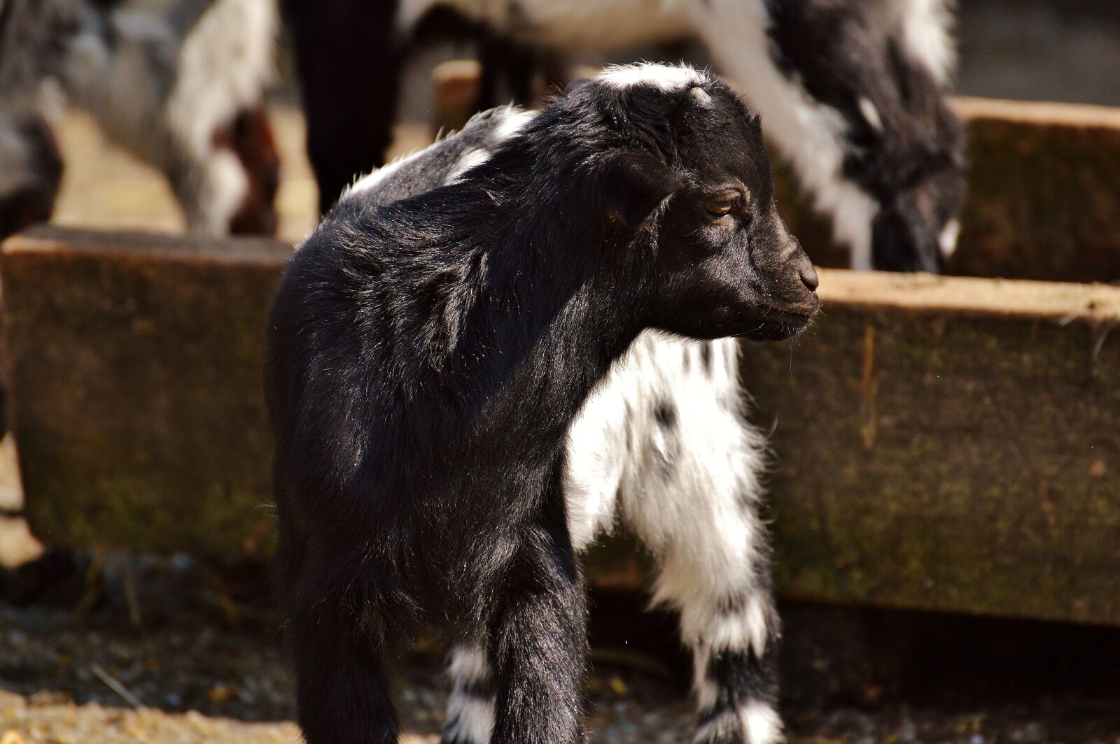 Nikon D3200 sample photo. Goats, young animals, playful photography