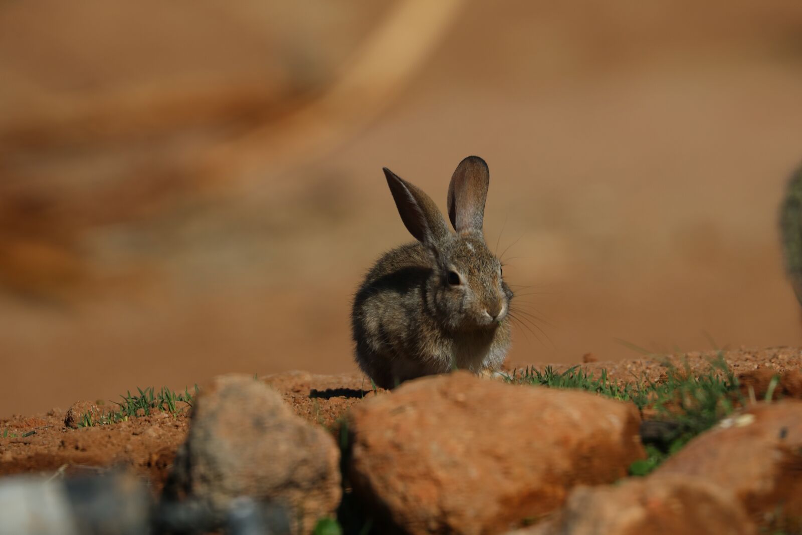 Canon EOS 750D (EOS Rebel T6i / EOS Kiss X8i) + Canon EF 100-400mm F4.5-5.6L IS II USM sample photo. Rabbit, hare, bunny photography
