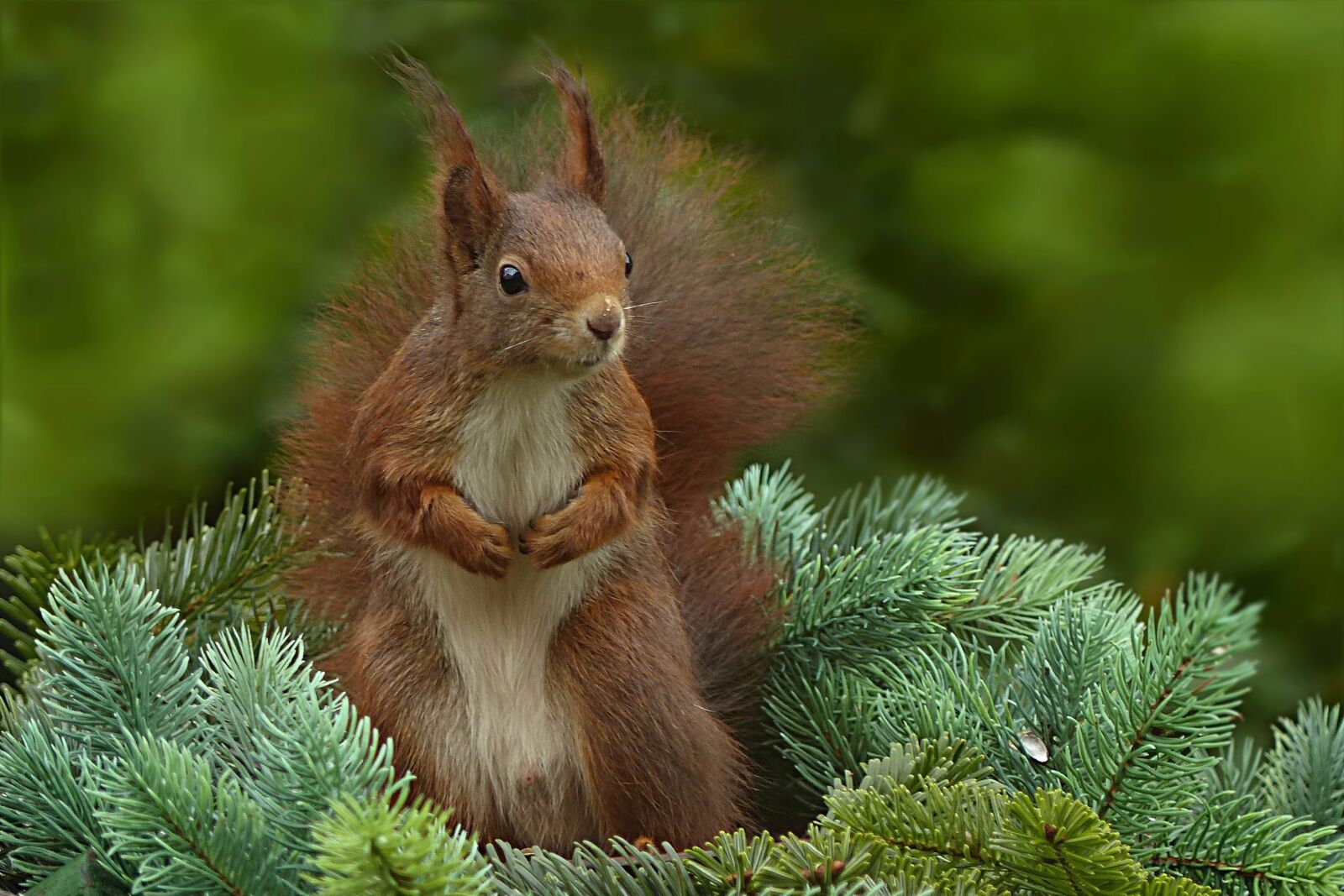Panasonic Lumix DMC-FZ200 sample photo. Animal, squirrel, sciurus vulgaris photography