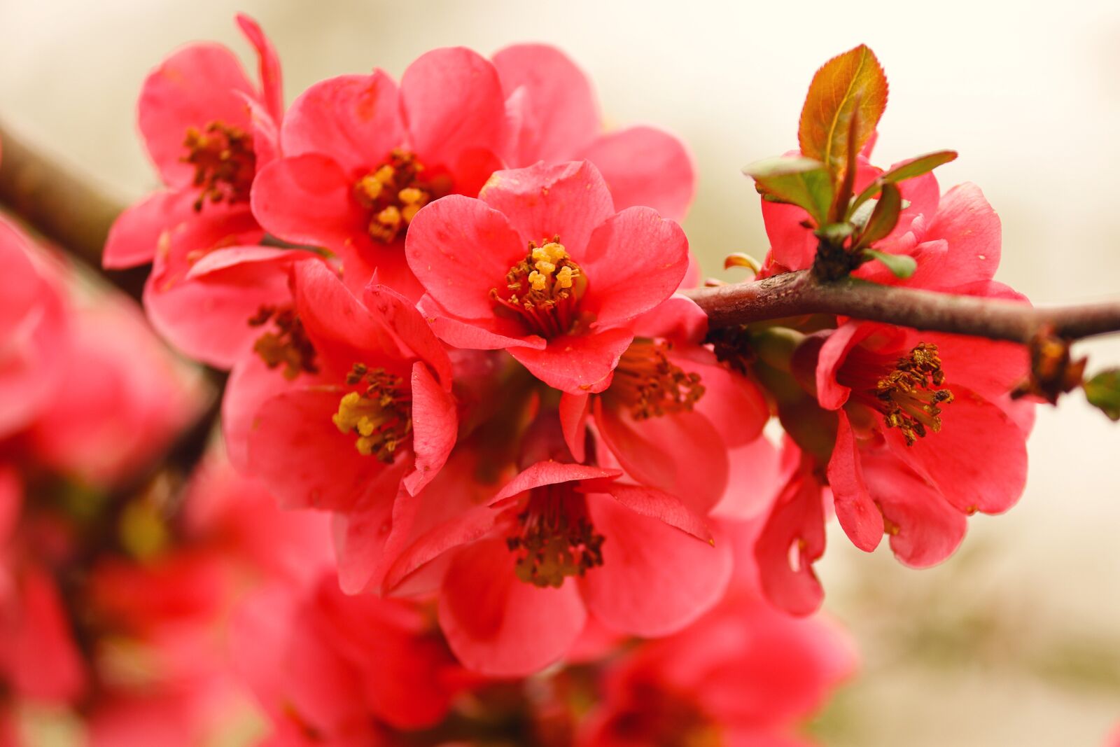 Canon EOS 200D (EOS Rebel SL2 / EOS Kiss X9) sample photo. Ornamental quince, flowers, bush photography