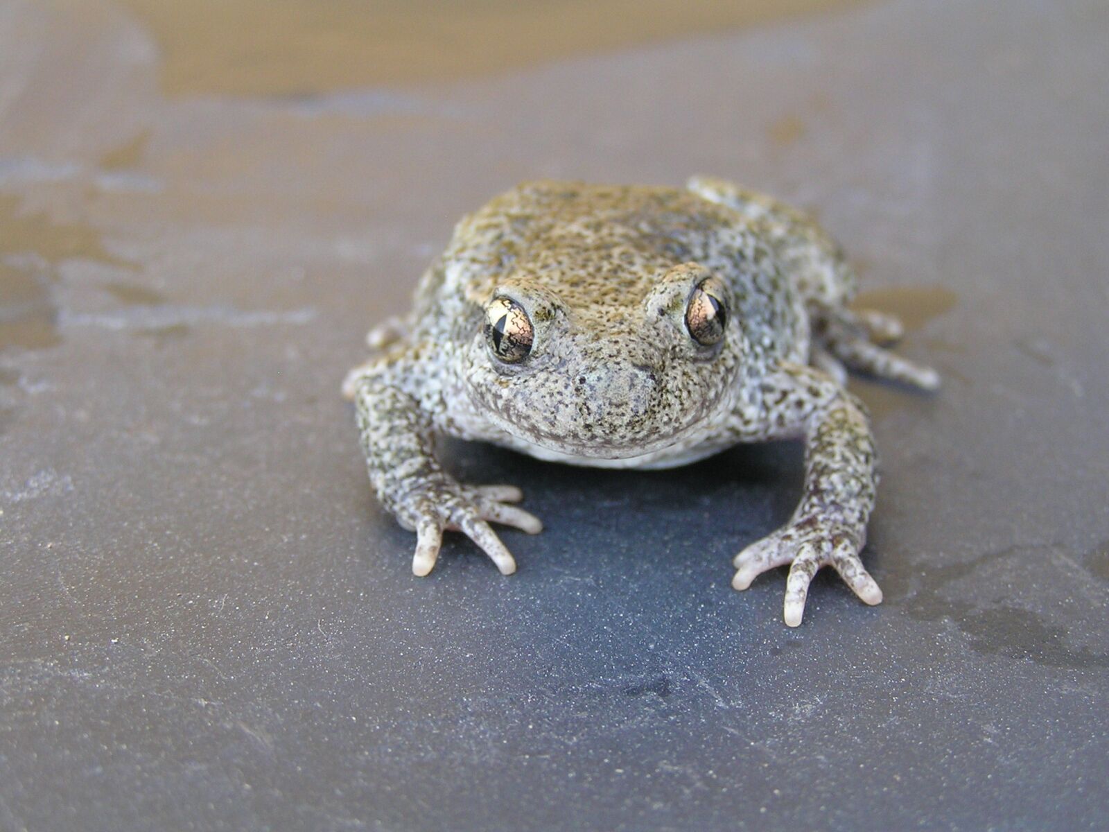 Olympus C760UZ sample photo. Toad, frog mottled, amphibious photography