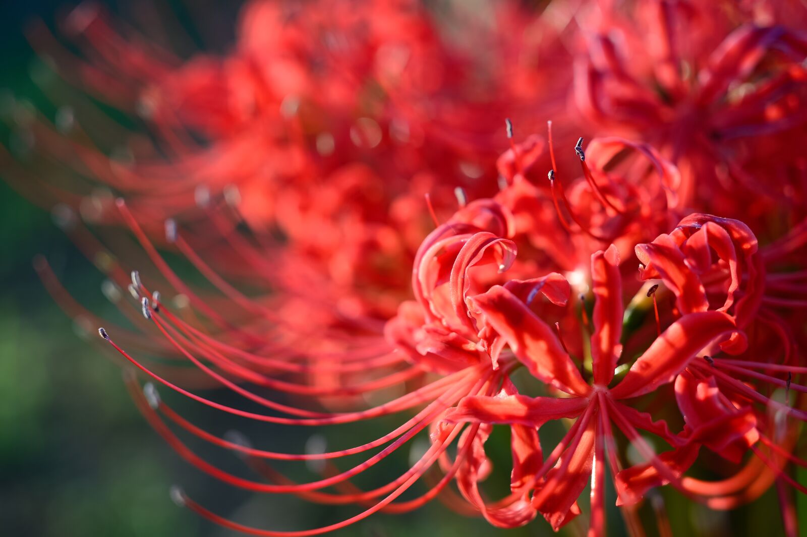 Nikon Df sample photo. Garden, flower, red spider photography