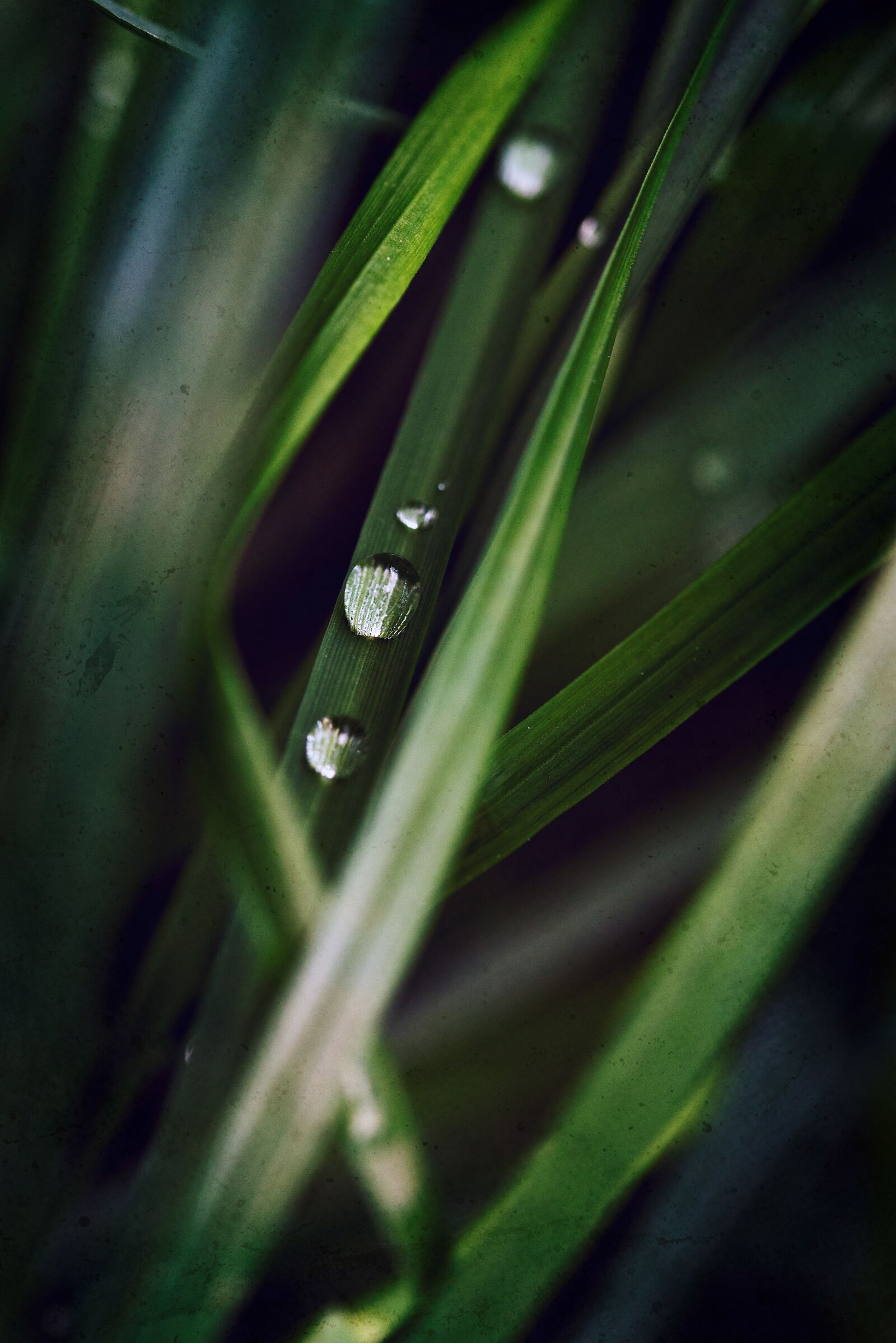 Nikon D750 sample photo. Meadow, tau, wet photography