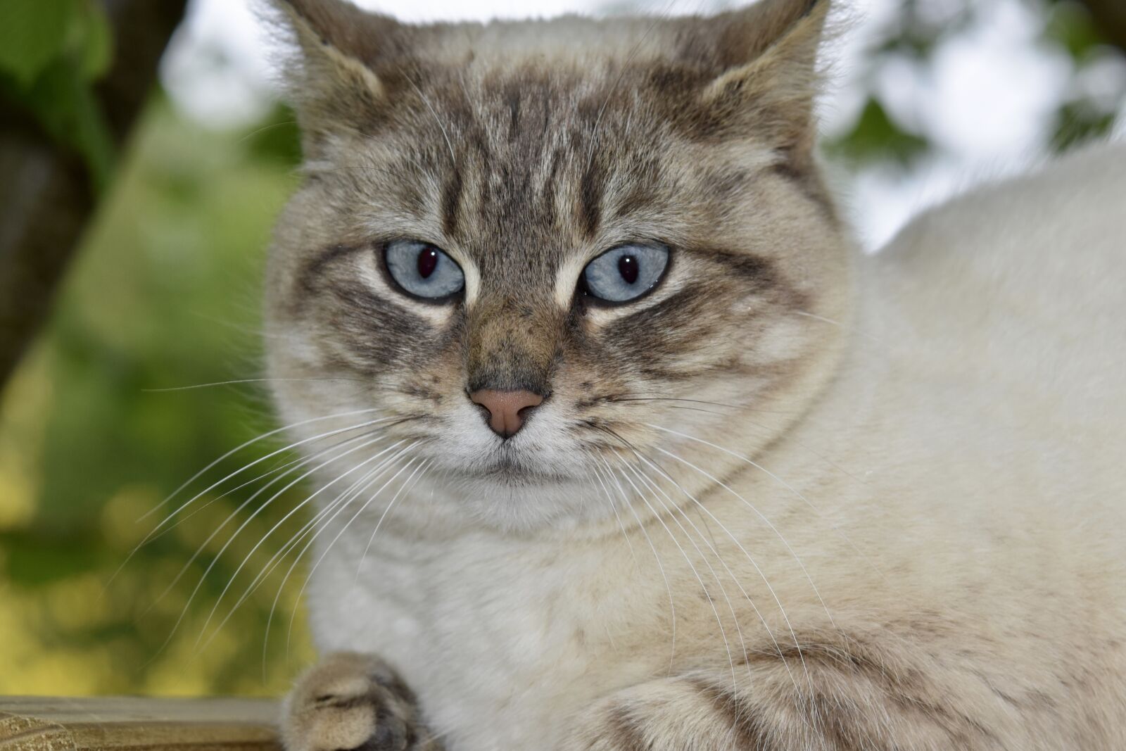 Nikon D5600 sample photo. Cat, cat blue eyes photography