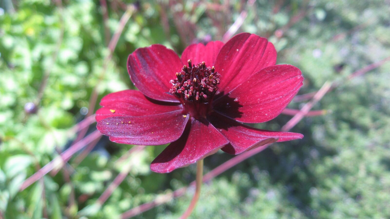 Canon POWERSHOT A560 sample photo. Red, cosmos, flower photography