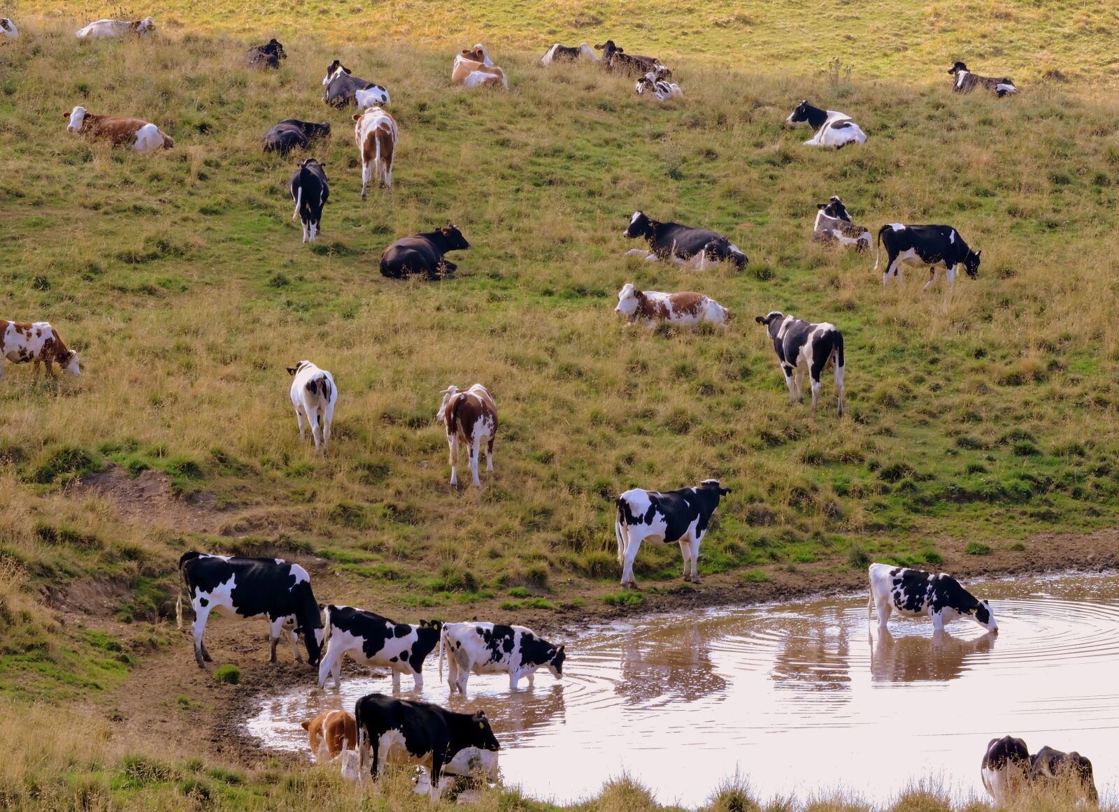 Nikon Coolpix P600 sample photo. Herd, drink, cow photography