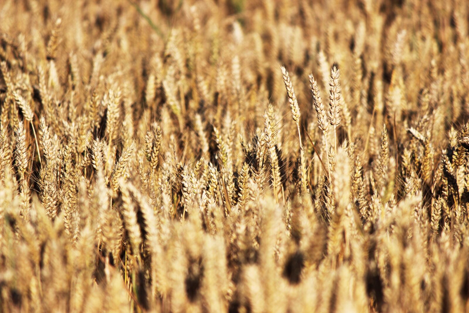 Canon EOS 600D (Rebel EOS T3i / EOS Kiss X5) sample photo. Grain, wheat, field of photography
