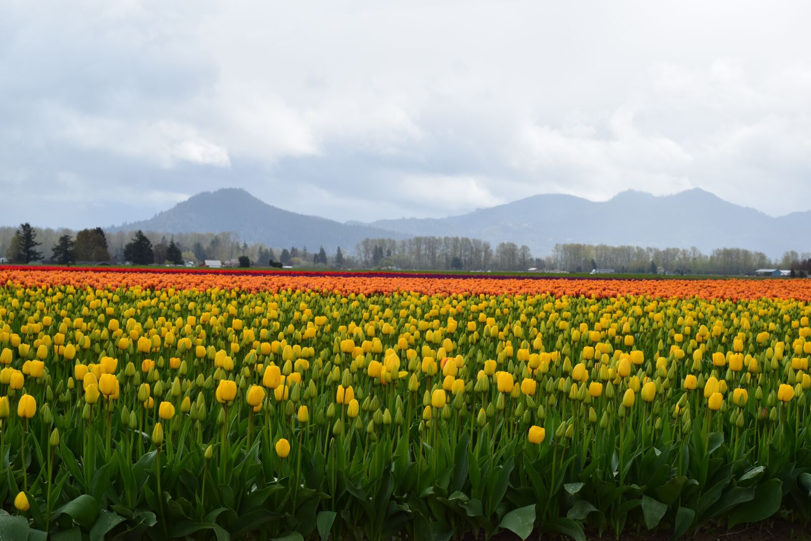 Nikon D3300 sample photo. Yellow, red, tulip photography