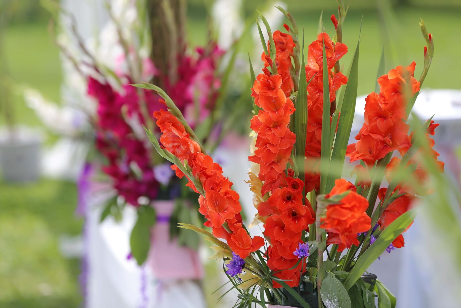 Canon EOS 6D sample photo. Herb, plant, flora, garden photography