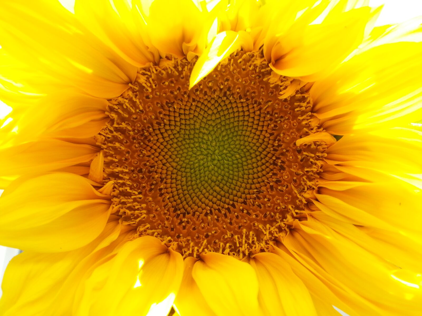 Samsung Galaxy Note2 sample photo. Sunflower, nature, mobile photography