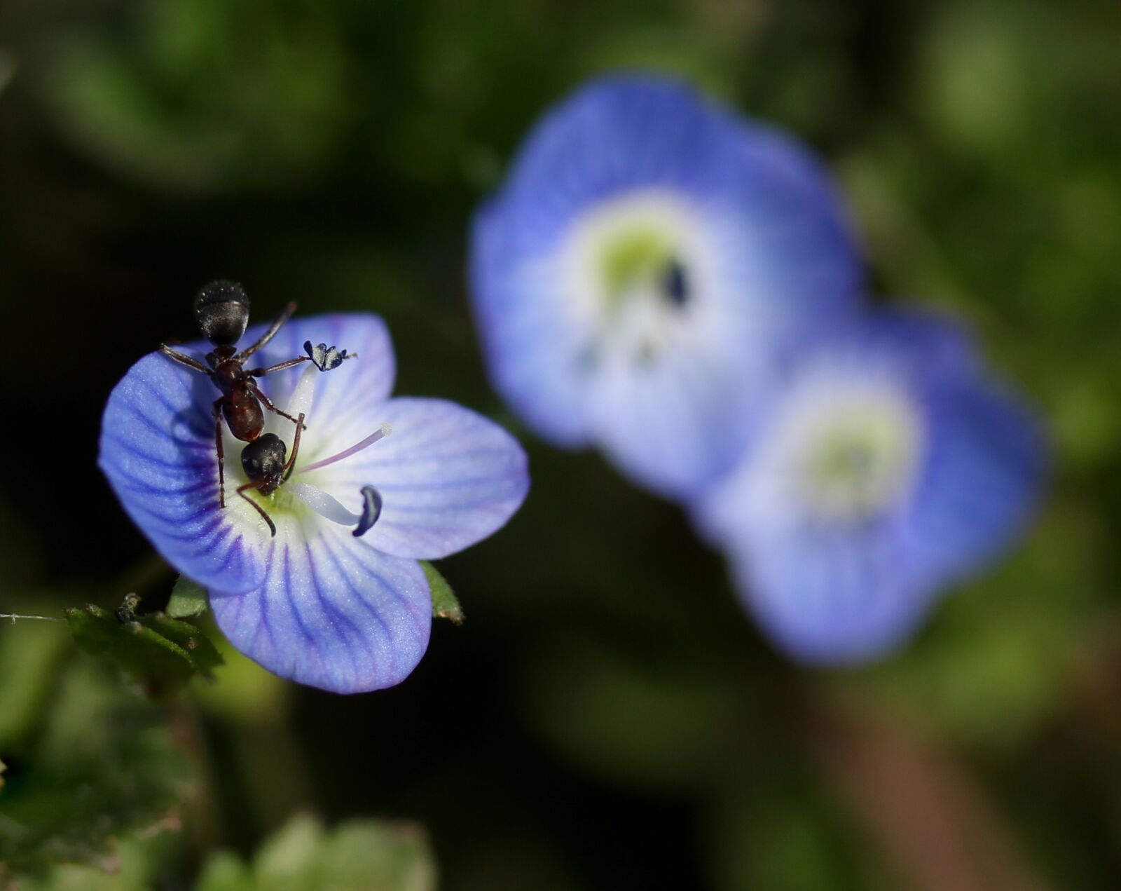 Canon EF-S 60mm F2.8 Macro USM sample photo. Cornflower, ant, insecta photography