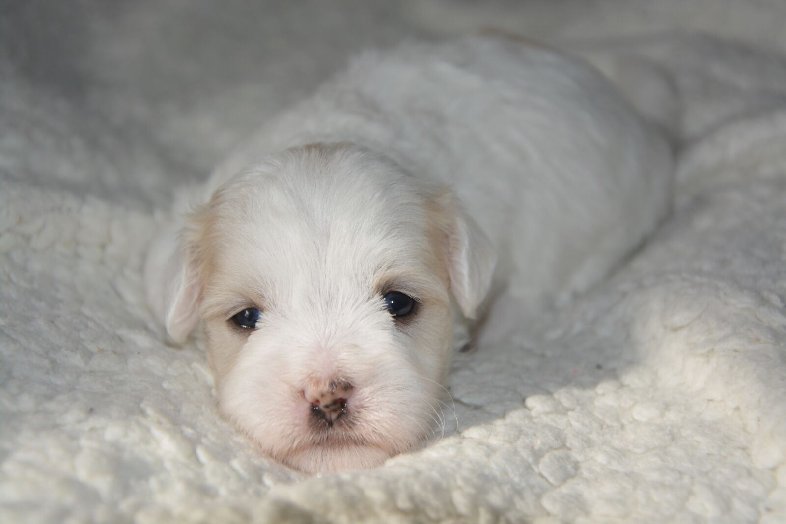 Nikon D5200 sample photo. Puppy, dog, coat photography