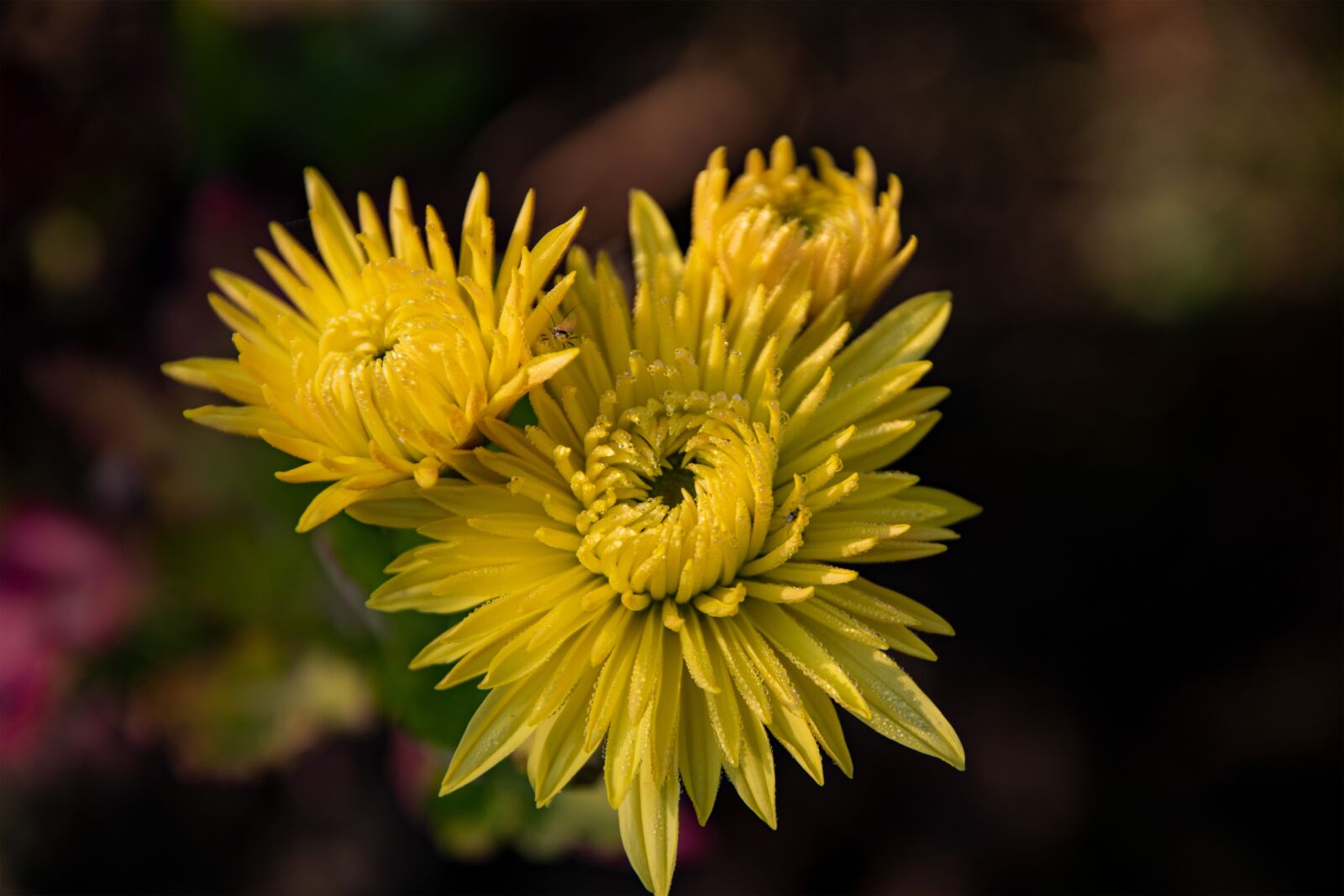 Nikon D5300 sample photo. Flower, yellow, in bloom photography