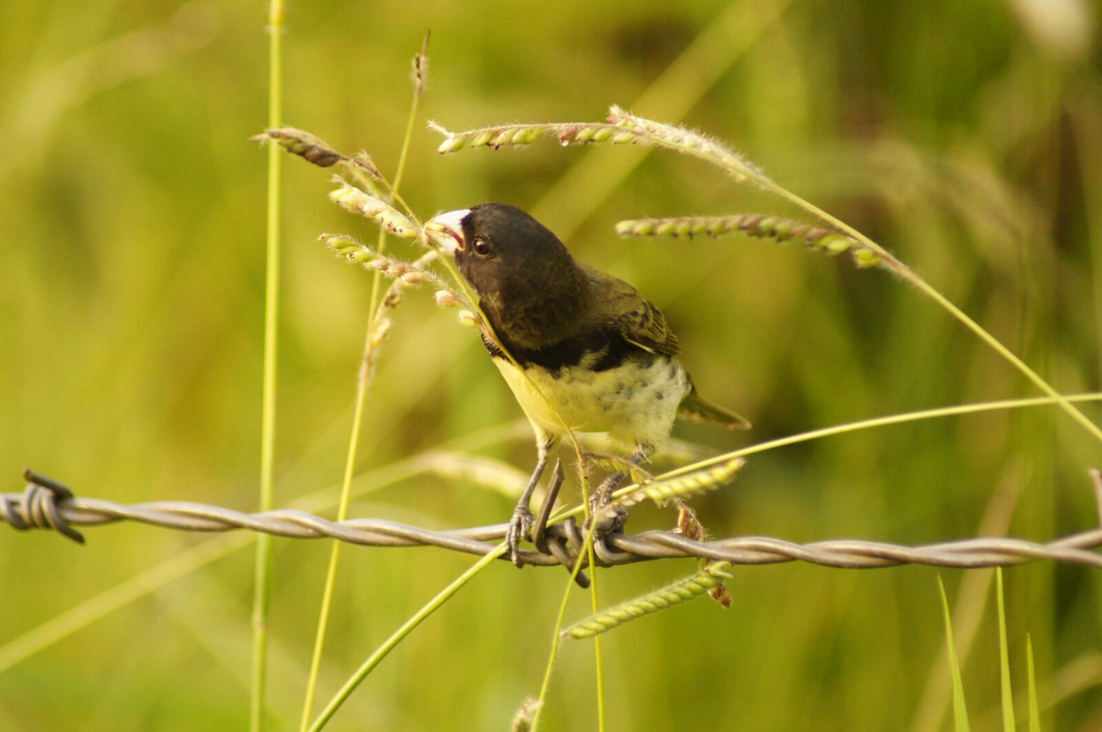 Sony SLT-A55 (SLT-A55V) sample photo. Birds, armenia, quindio photography