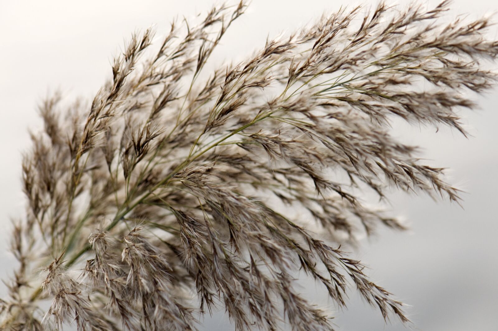 Nikon D90 sample photo. Plant, macro, close up photography