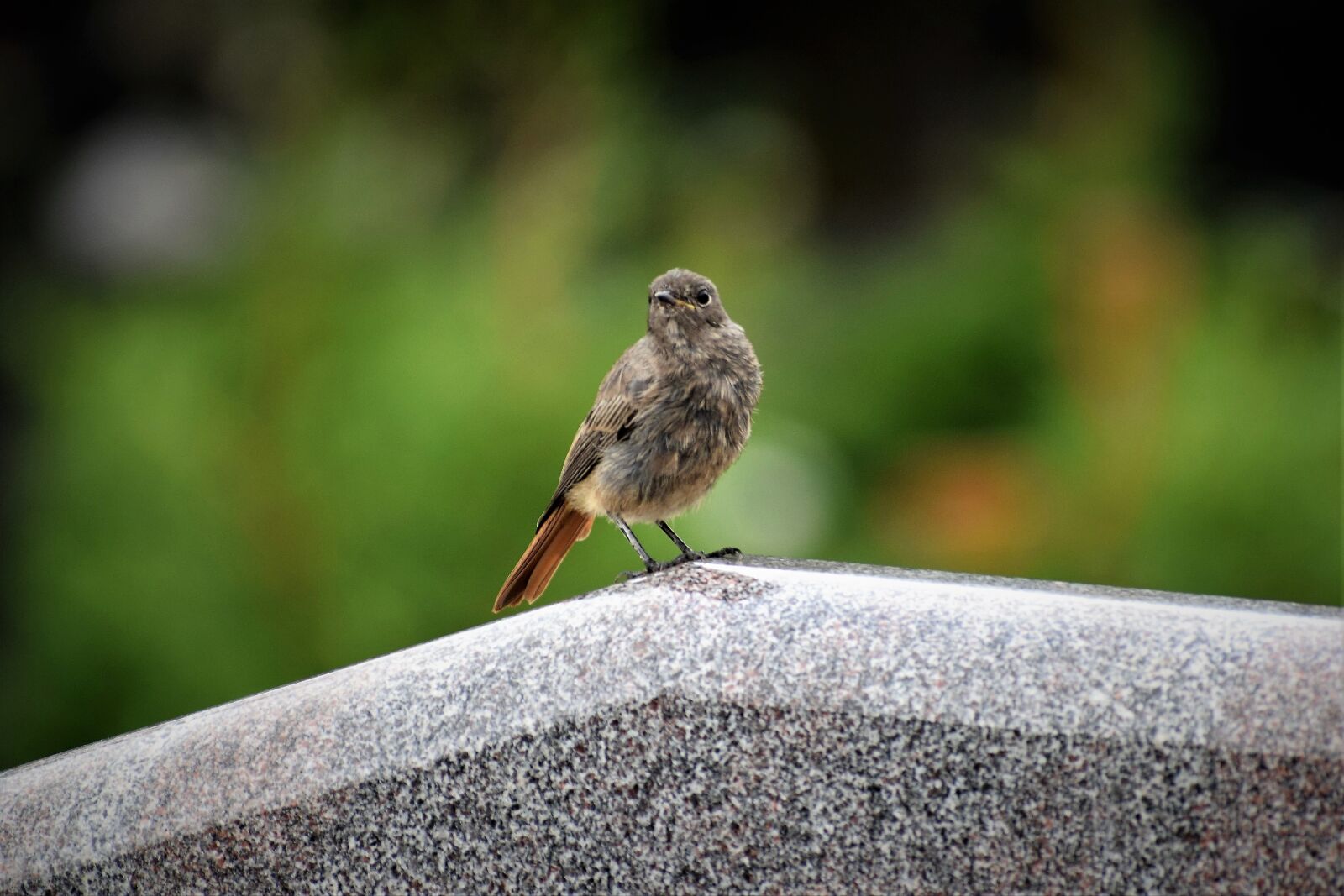 Nikon D3300 sample photo. Redstart bird on gravestone photography