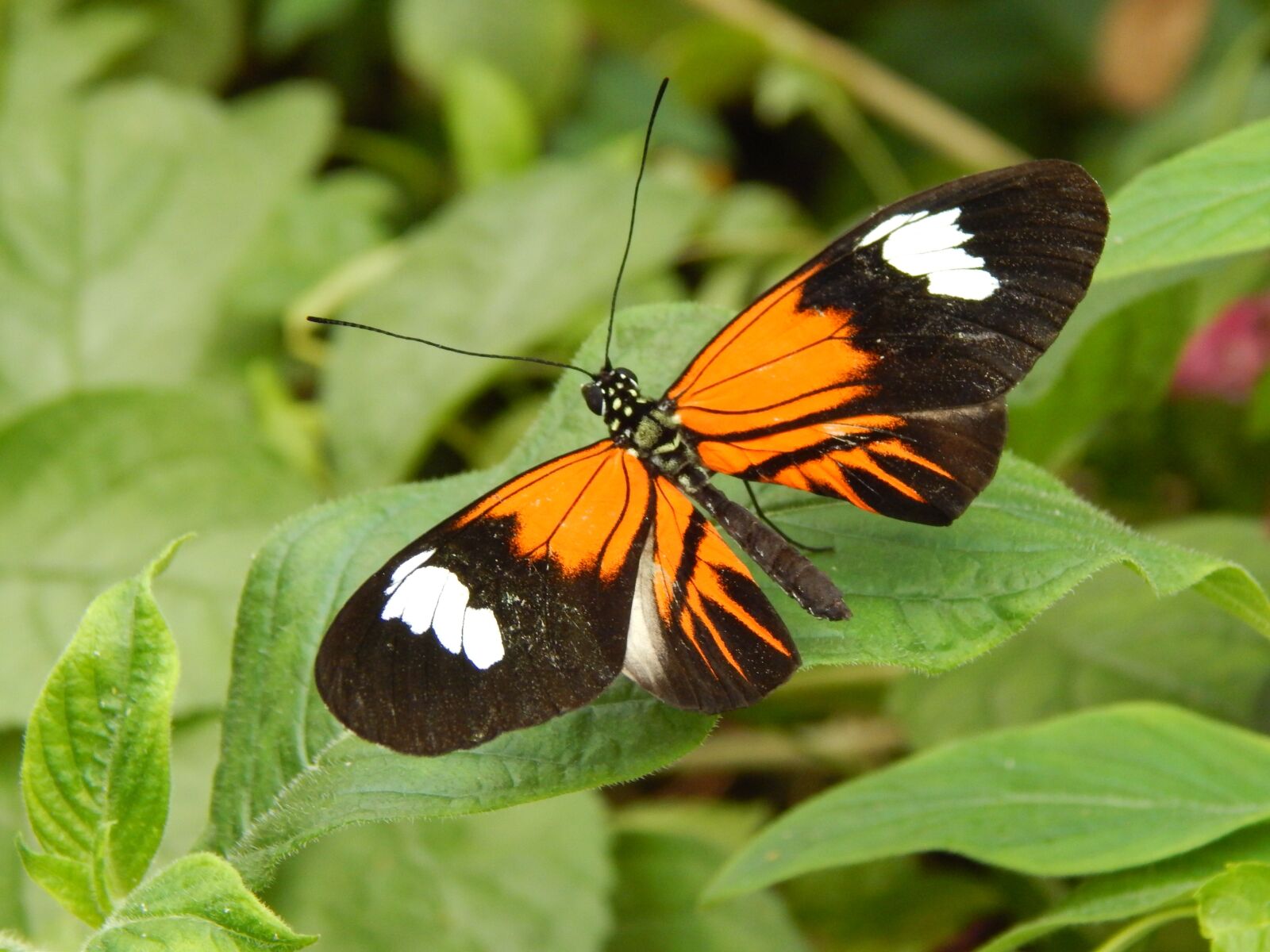 Nikon Coolpix L820 sample photo. Butterfly, beautiful, nature photography