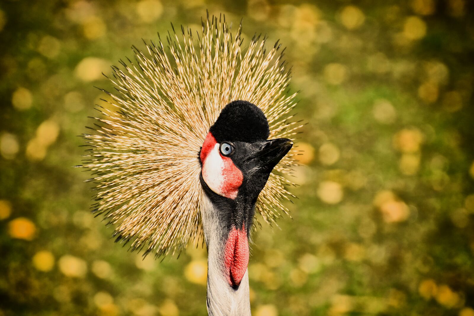 Nikon D7200 sample photo. Grey crowned crane, baleurica photography