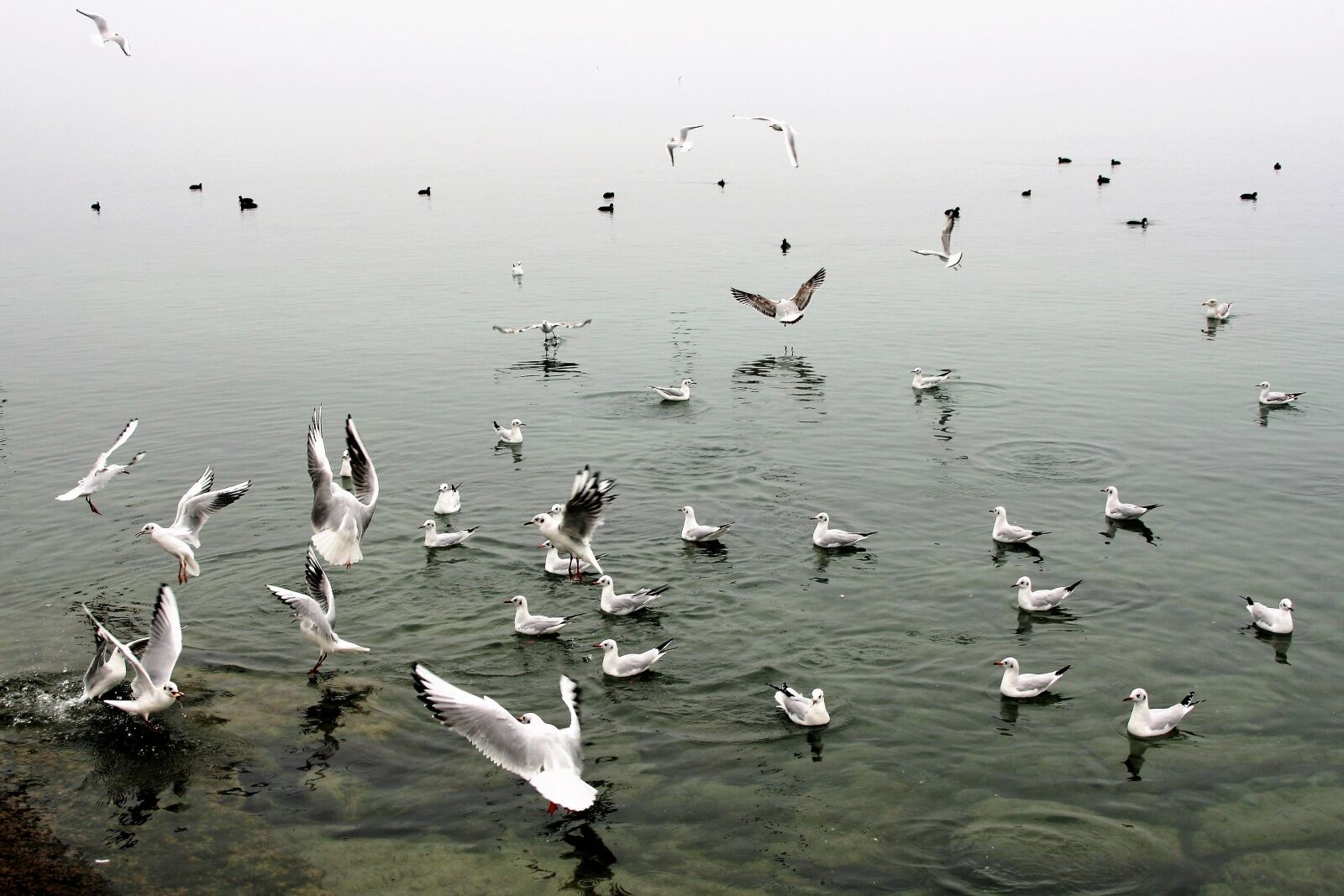 Canon EOS 400D (EOS Digital Rebel XTi / EOS Kiss Digital X) sample photo. In flight, the seagulls photography