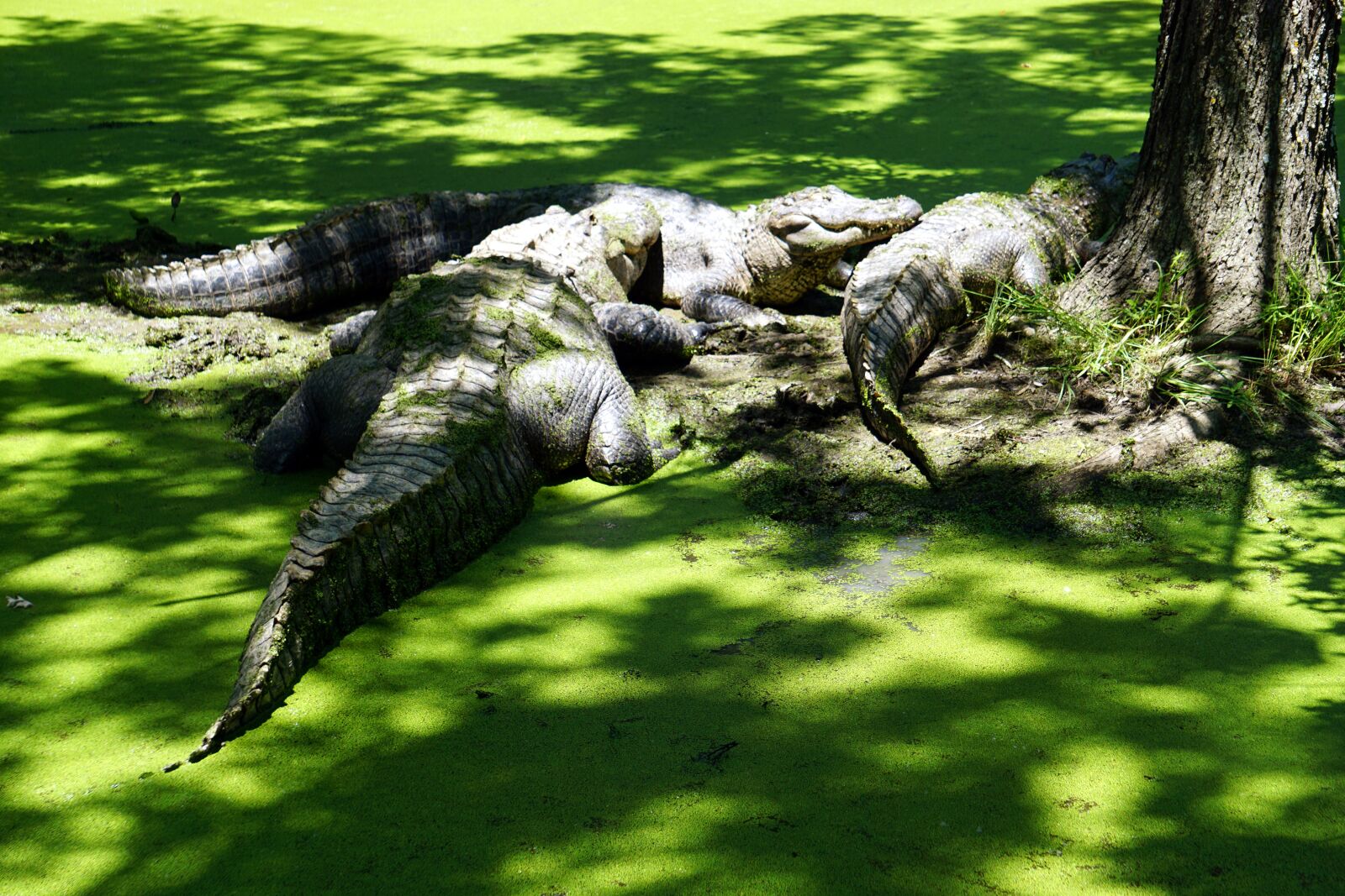 Sony E 55-210mm F4.5-6.3 OSS sample photo. Alligator, reptile, crocodile photography