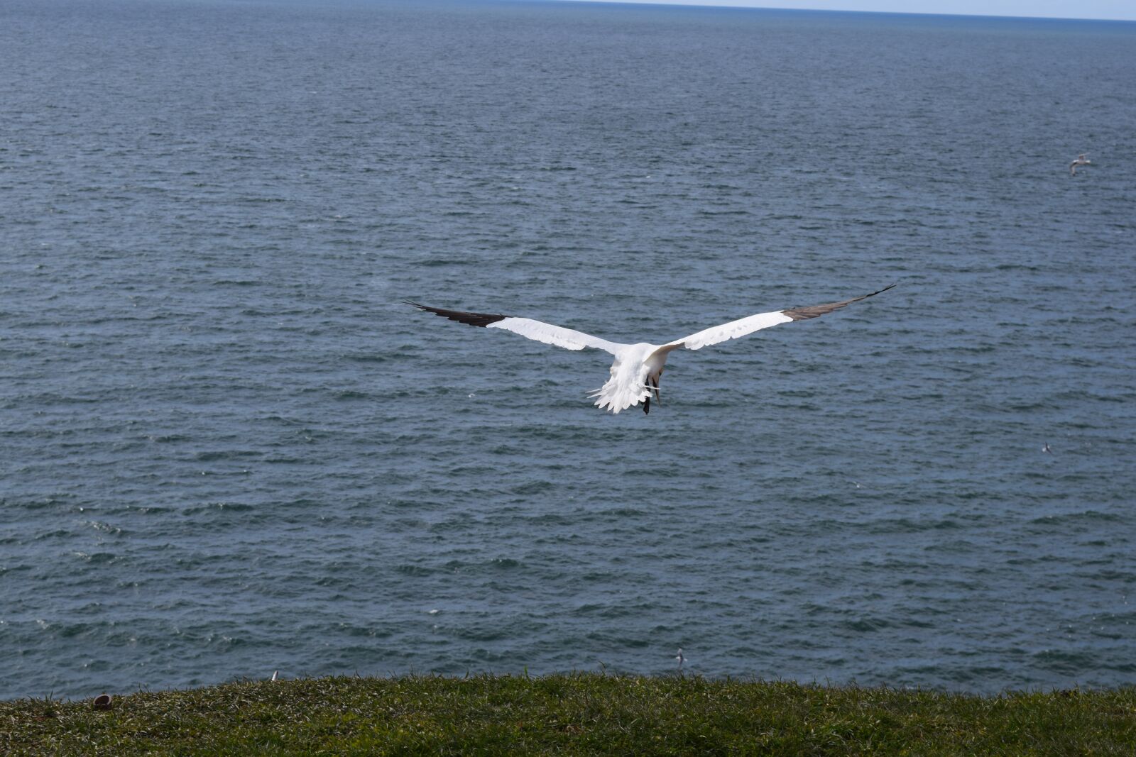 Nikon D3300 sample photo. Northern gannet, helgoland, bird photography