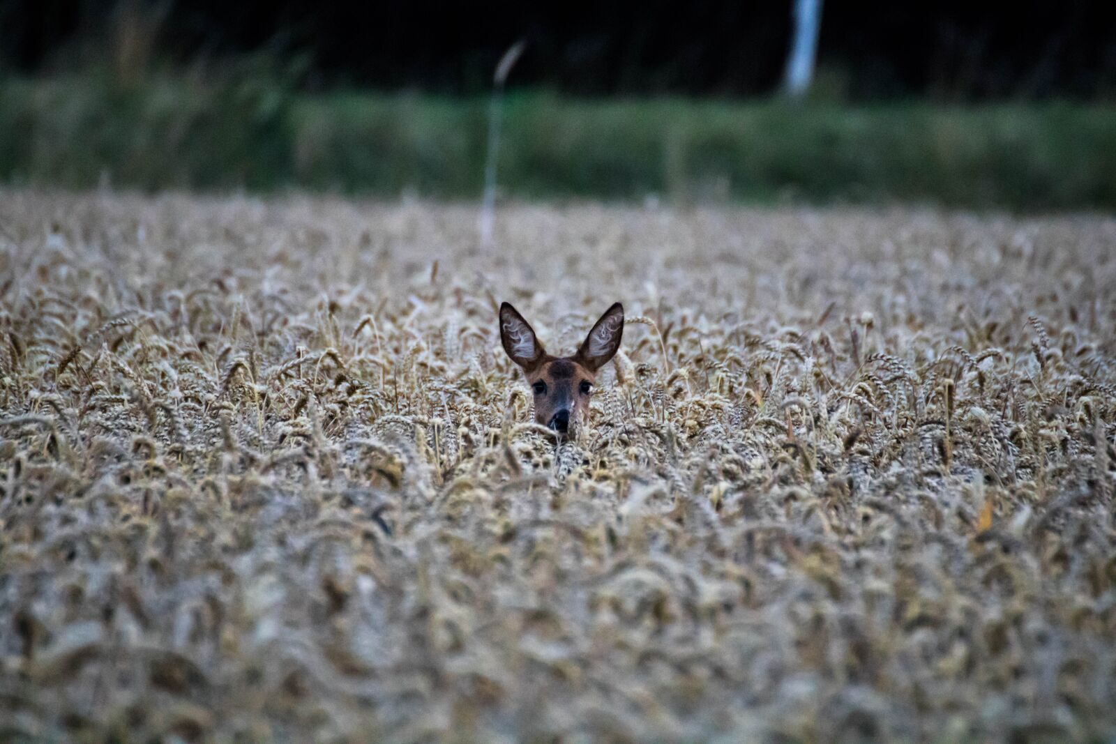 Canon EOS 750D (EOS Rebel T6i / EOS Kiss X8i) sample photo. Roe deer, young deer photography