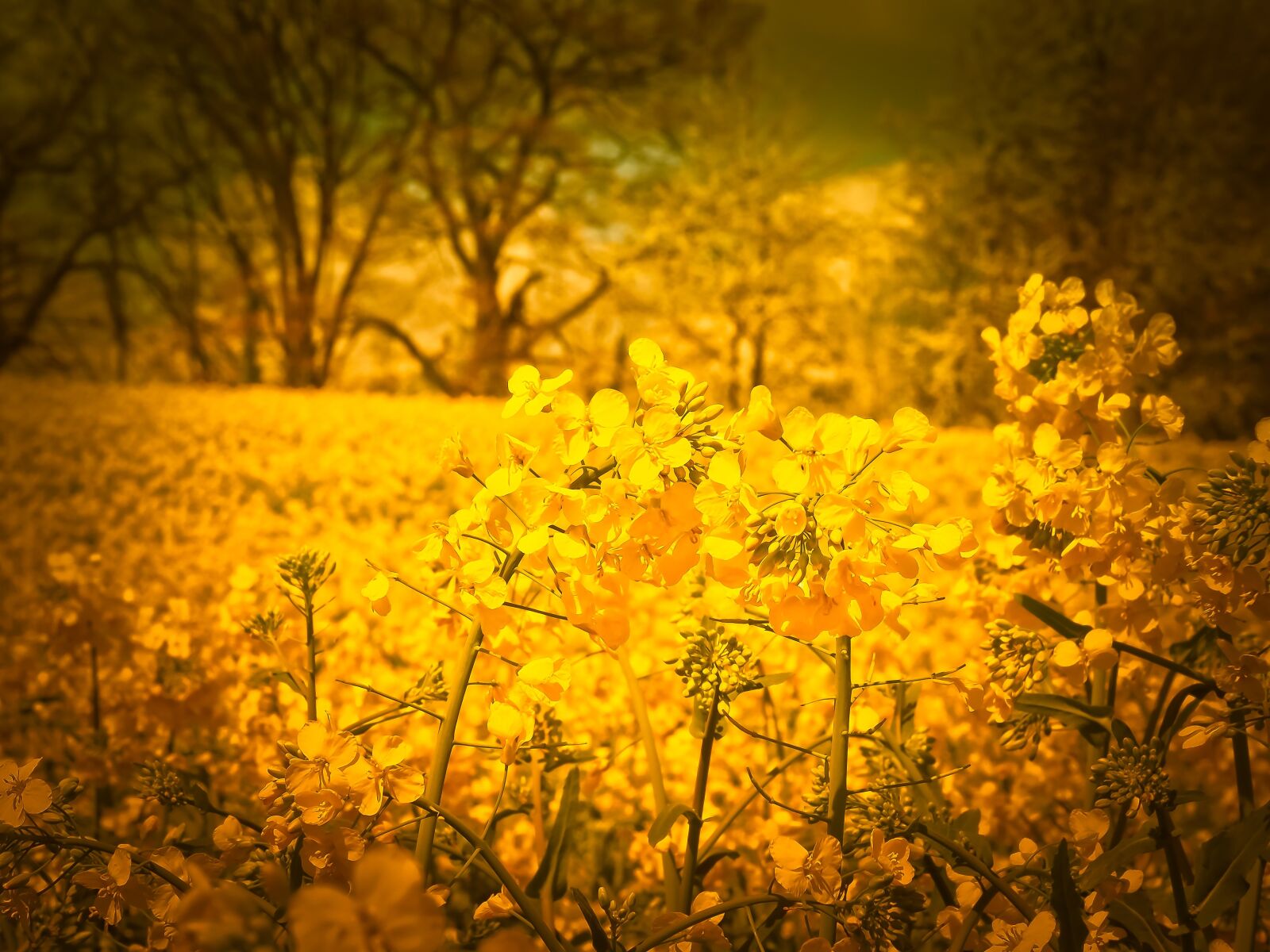 Olympus OM-D E-M10 sample photo. Oilseed rape, field, yellow photography