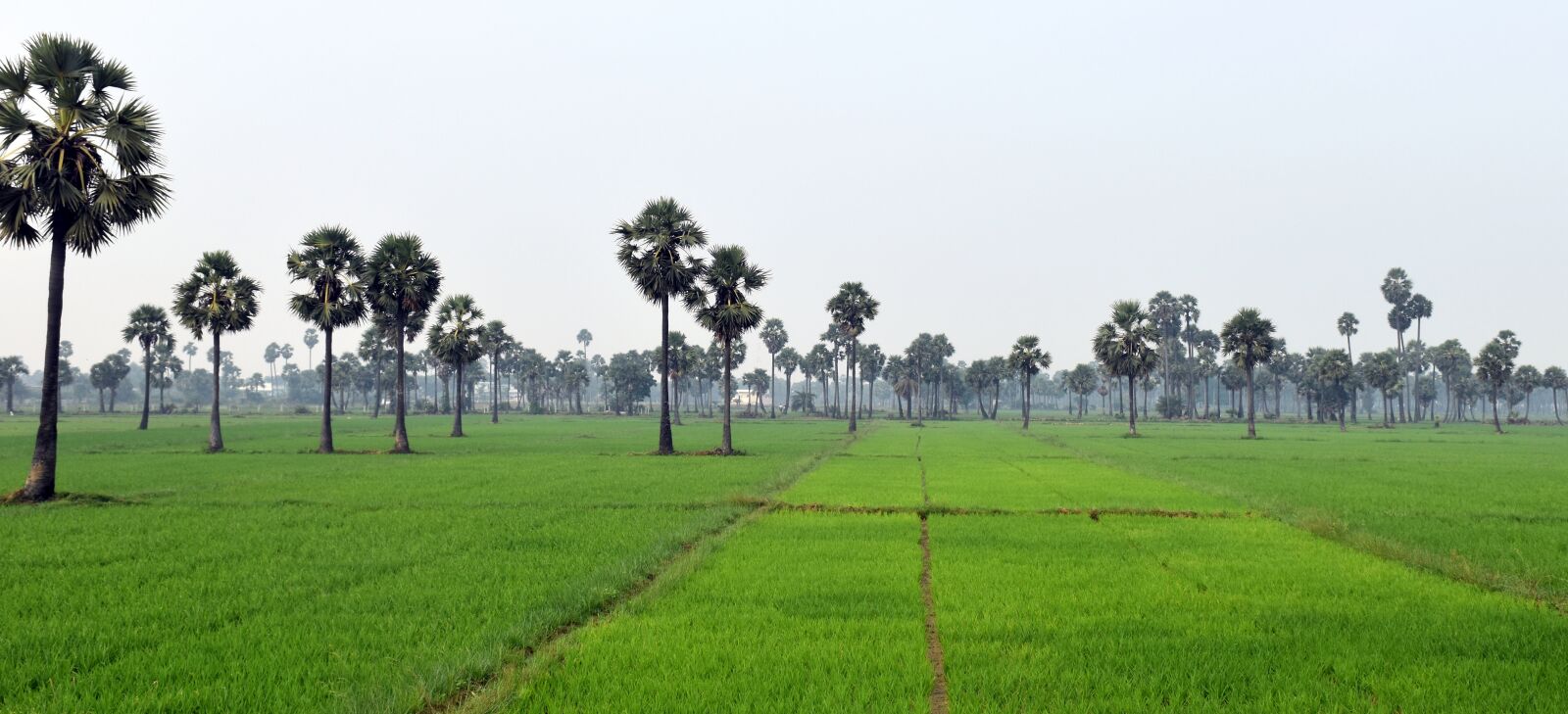 Nikon D5500 sample photo. Nature, grass, panoramic photography