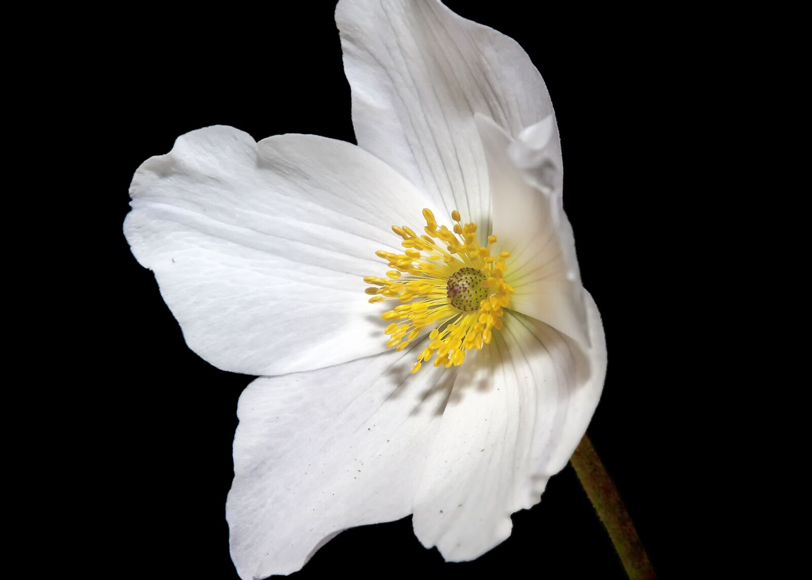Canon EOS 50D + Canon EF 24-105mm F4L IS USM sample photo. Cosmea, white, flower photography