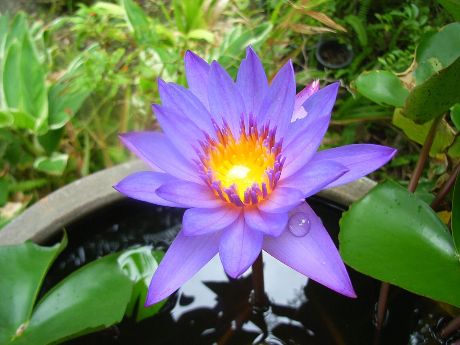 Ricoh Caplio R4 sample photo. Lotus, serenity, wellness photography